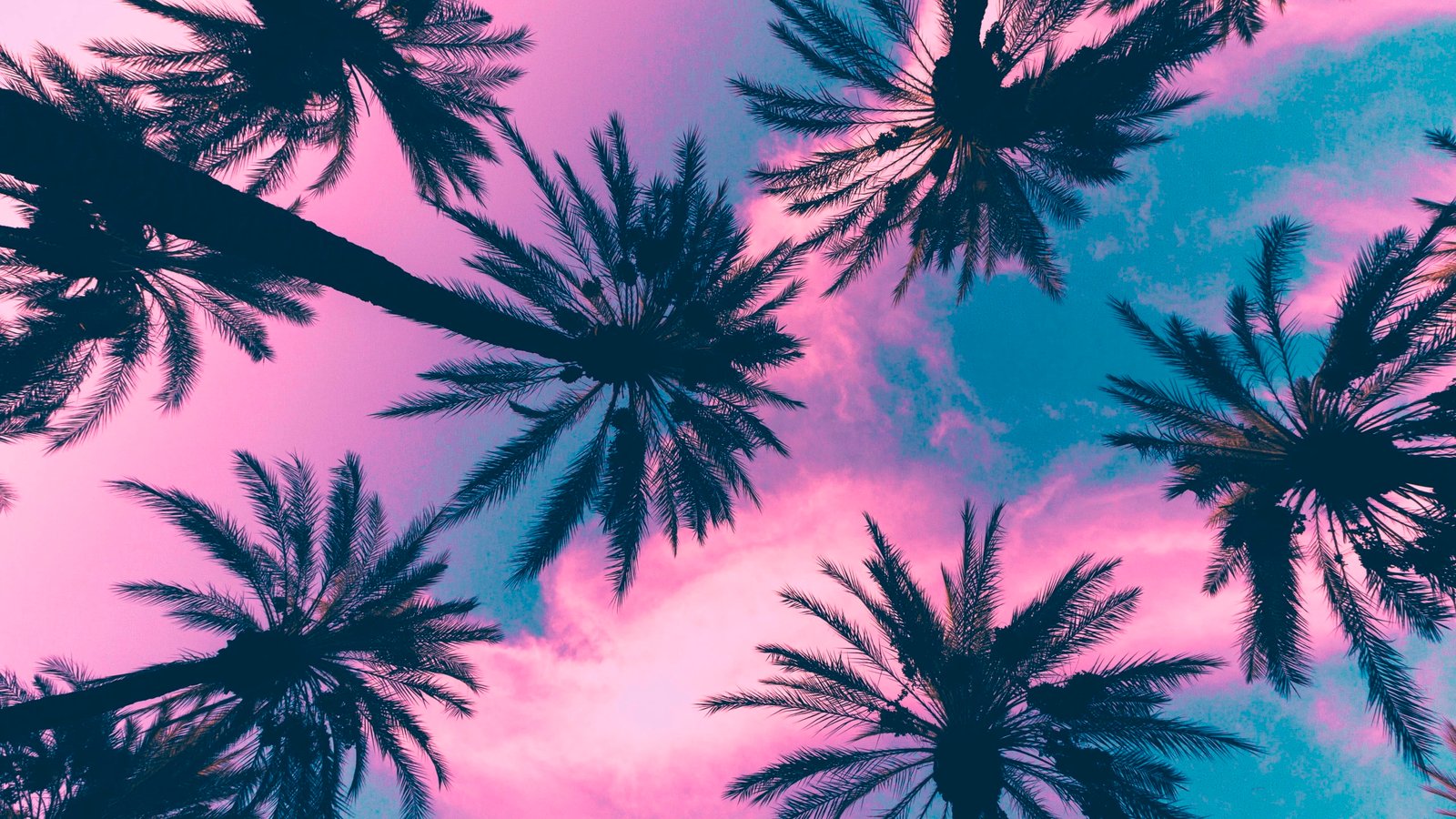 coconut plant palm trees sky clouds pink tropical climate 2k