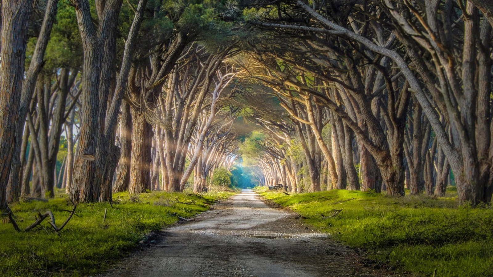 Natural Park Migliarino San Rossore Pise Italy Pine Forest Trail 2k