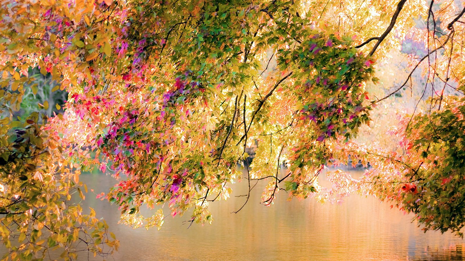 nature maple season autumn leaves november leaf yellow 2k