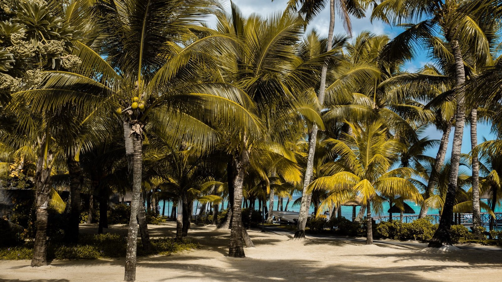 palm trees tropics beach Mauritius tropical climate 2k
