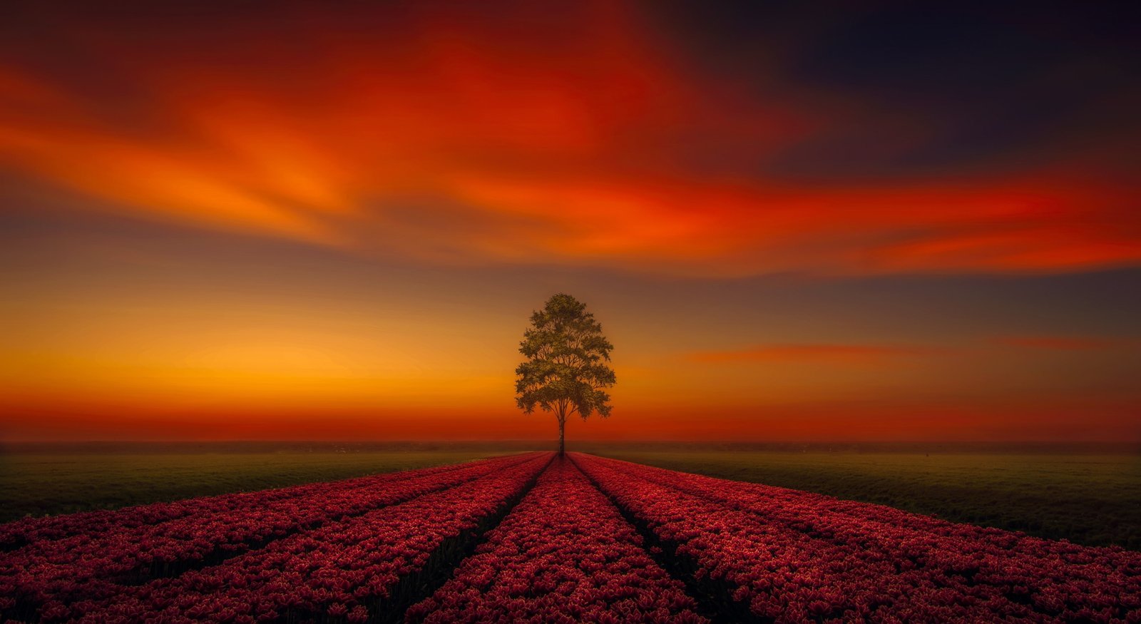tree full hd desktop download plant sky landscape sunset 2k 4k