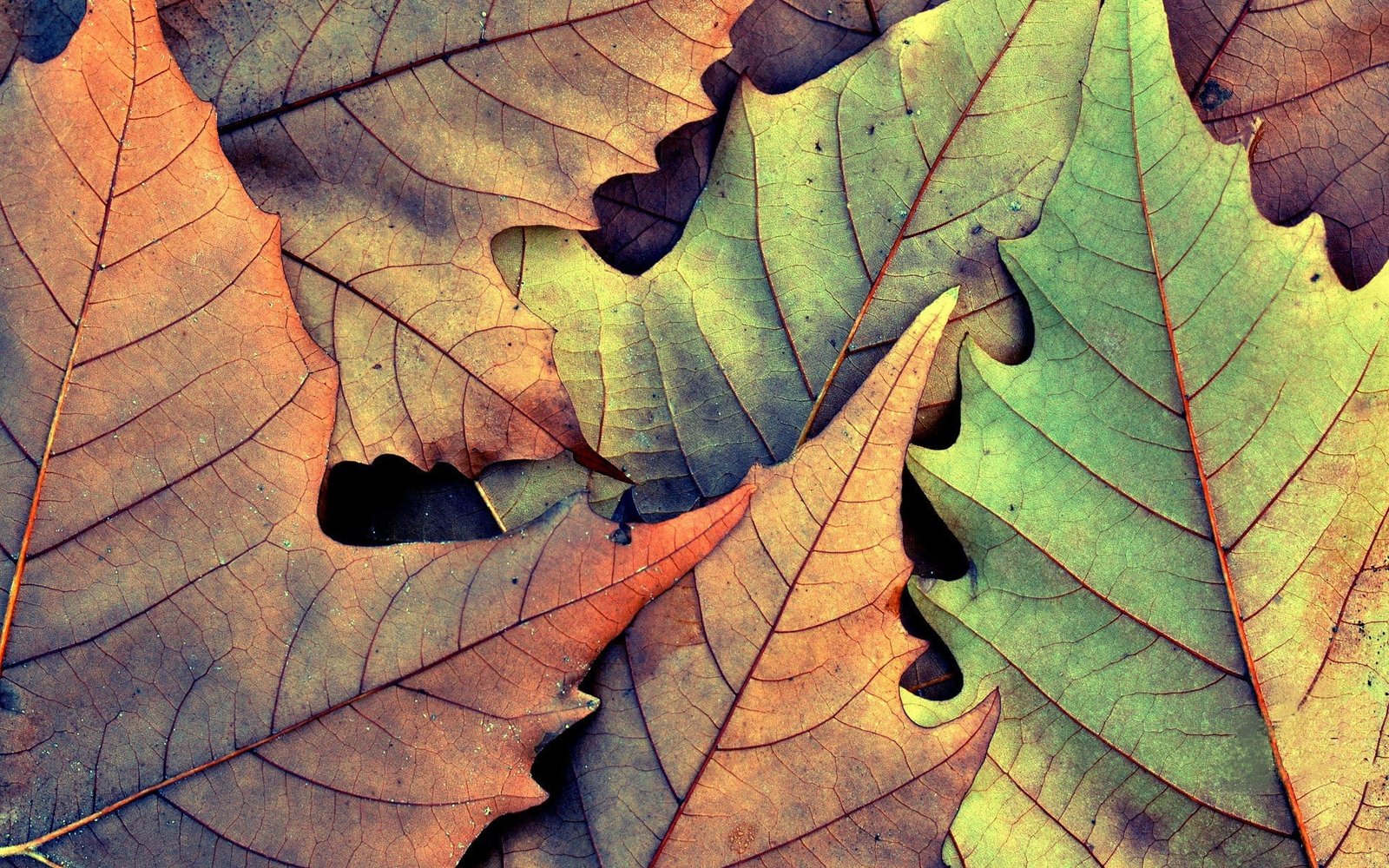 assorted color maple leaves green and brown Maple fall 2k
