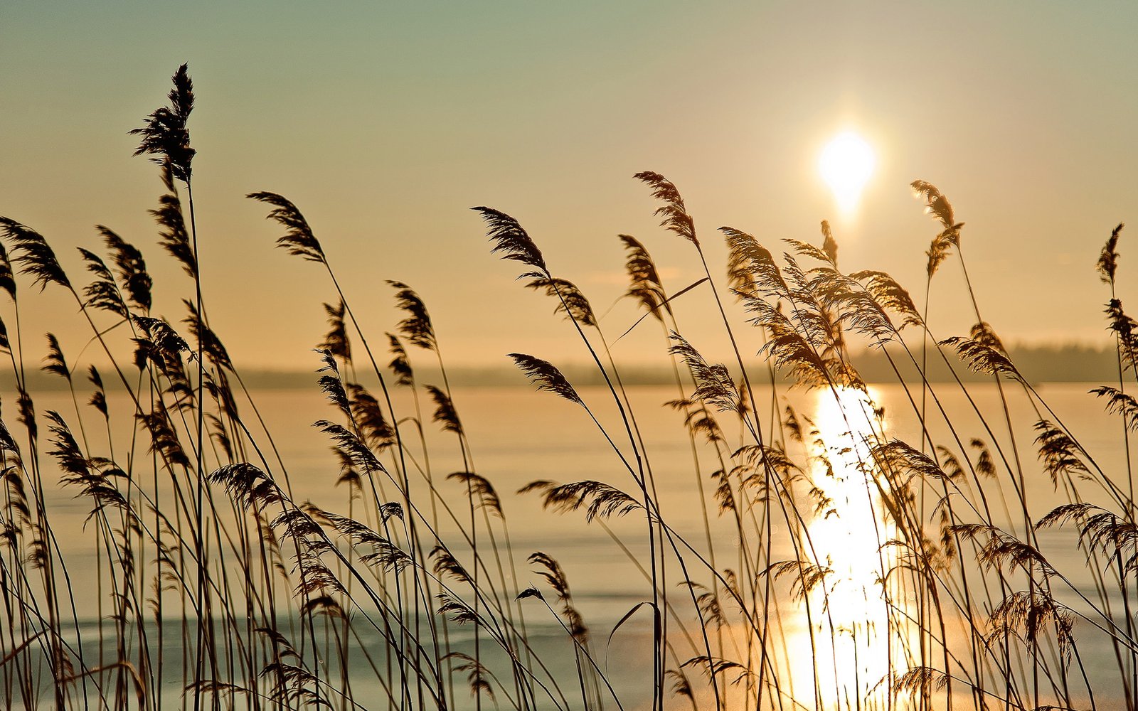 The early morning riparian sunrise scenery reed fog river 2k