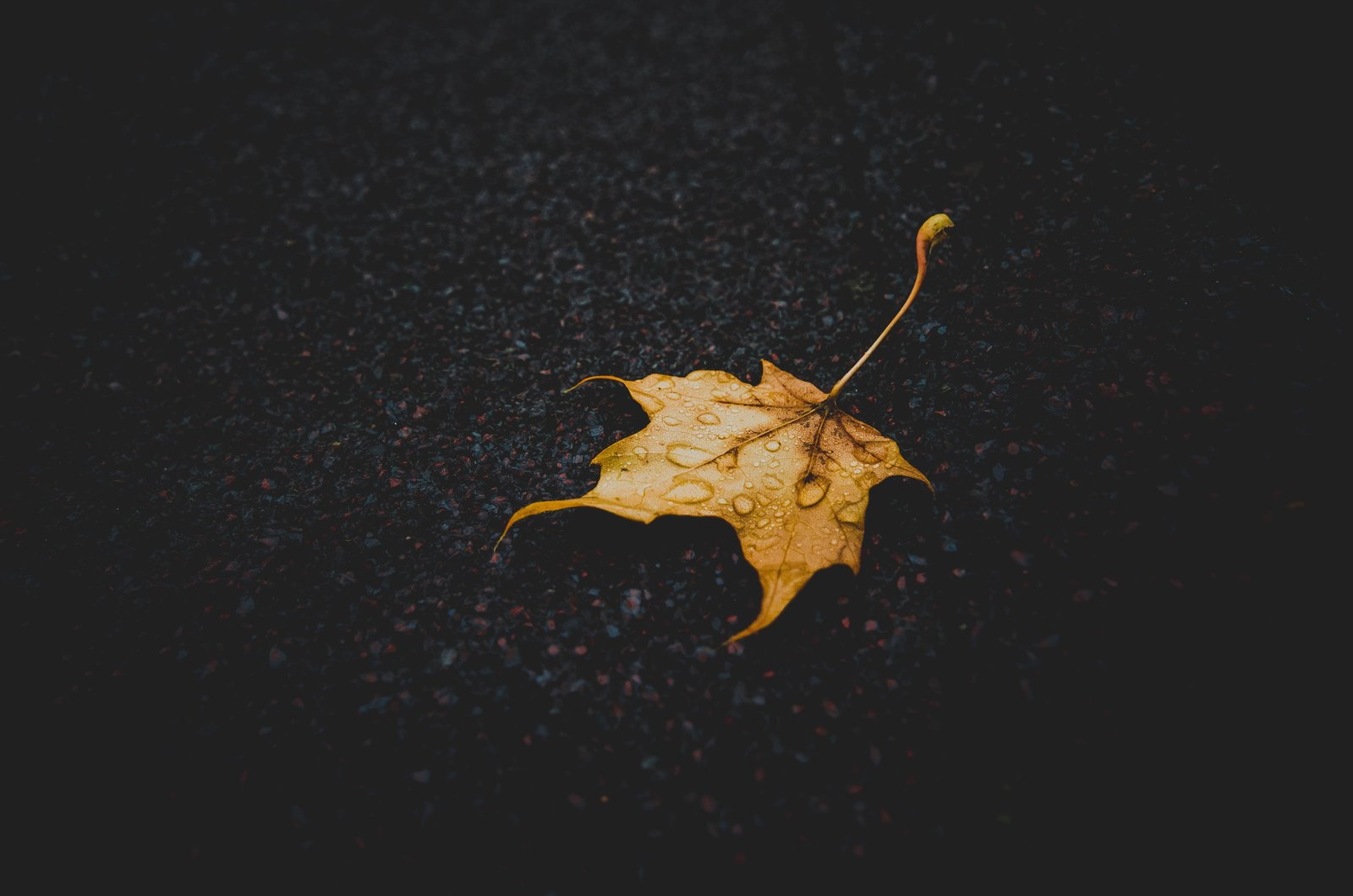 yellow maple leaf leaves water drops nature closeup fall 2k 4k 5k