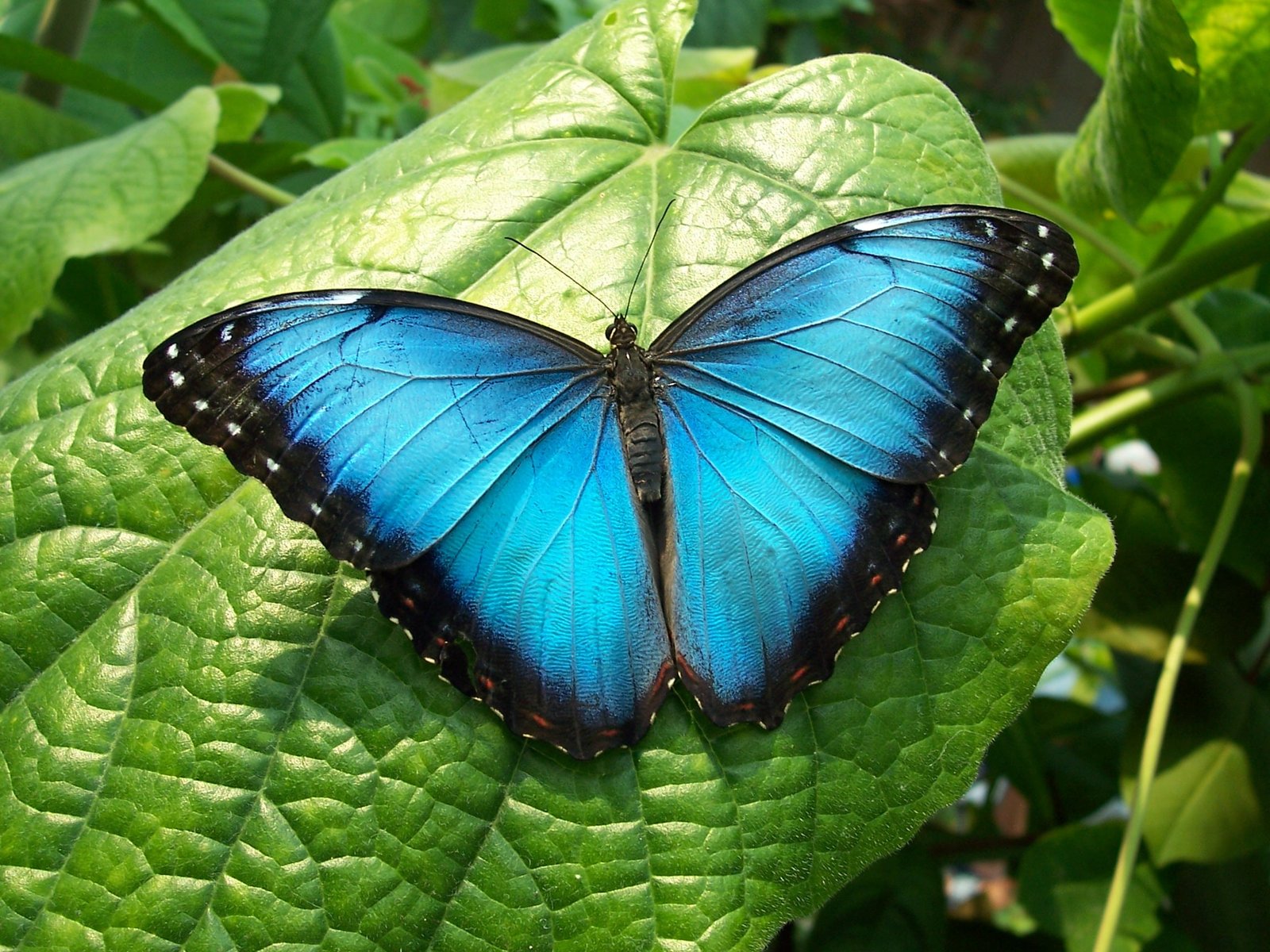 blue and black butterfly Summertime Blues 2k