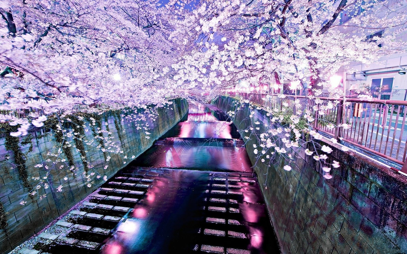 cherry blossom trees river nature flower plant flowering 2k