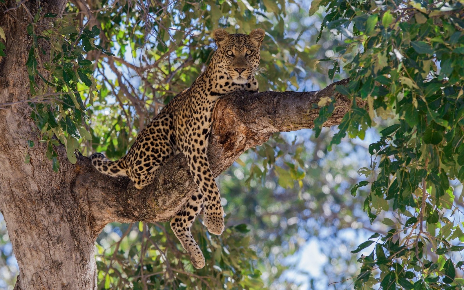 brown and black leopard nature animals trees bokeh animal 2k