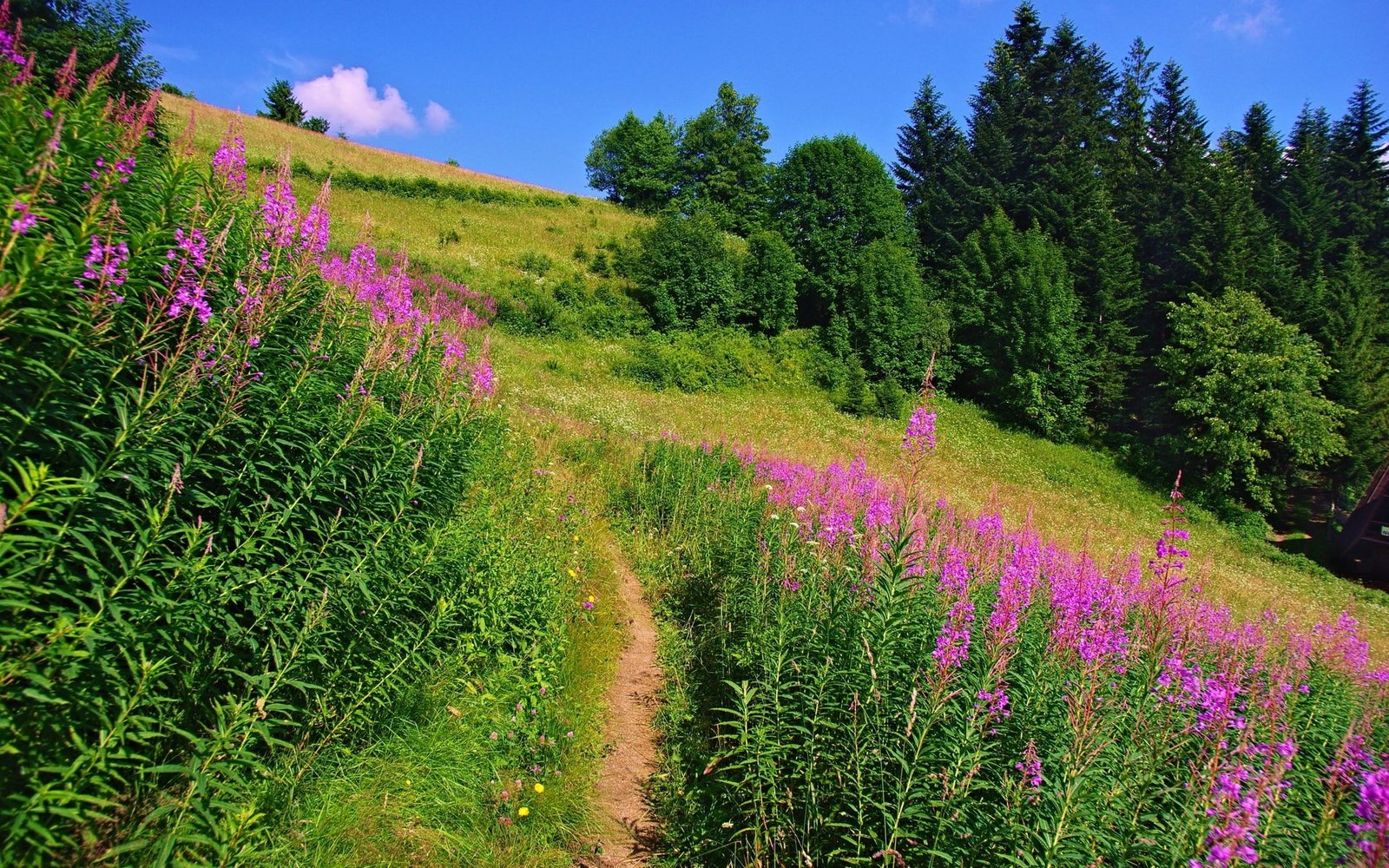 desktop full screen nature pictures plant beauty in 2k