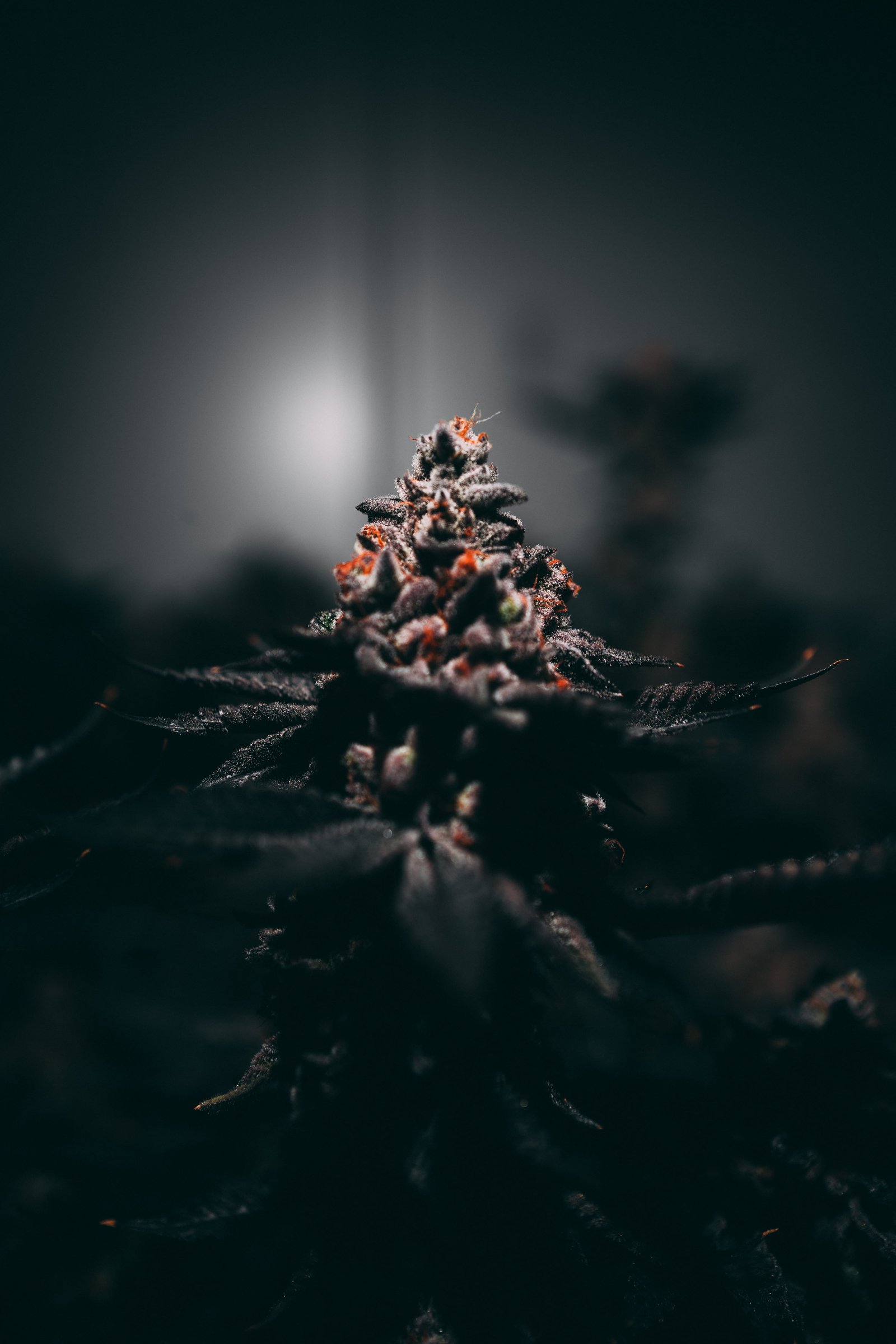 Frosty selective focus photo of flower cannabis marijuana 2k 4k