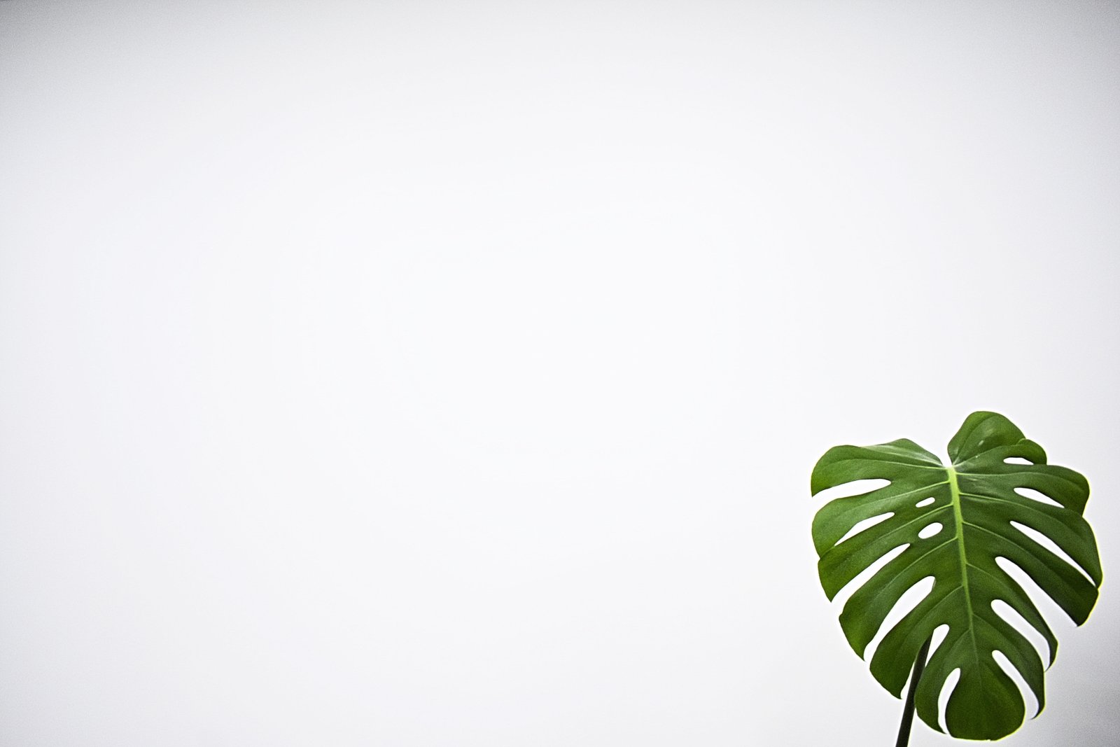 green leaf with white background plant fern flora veins blank space 2k 4k 5k