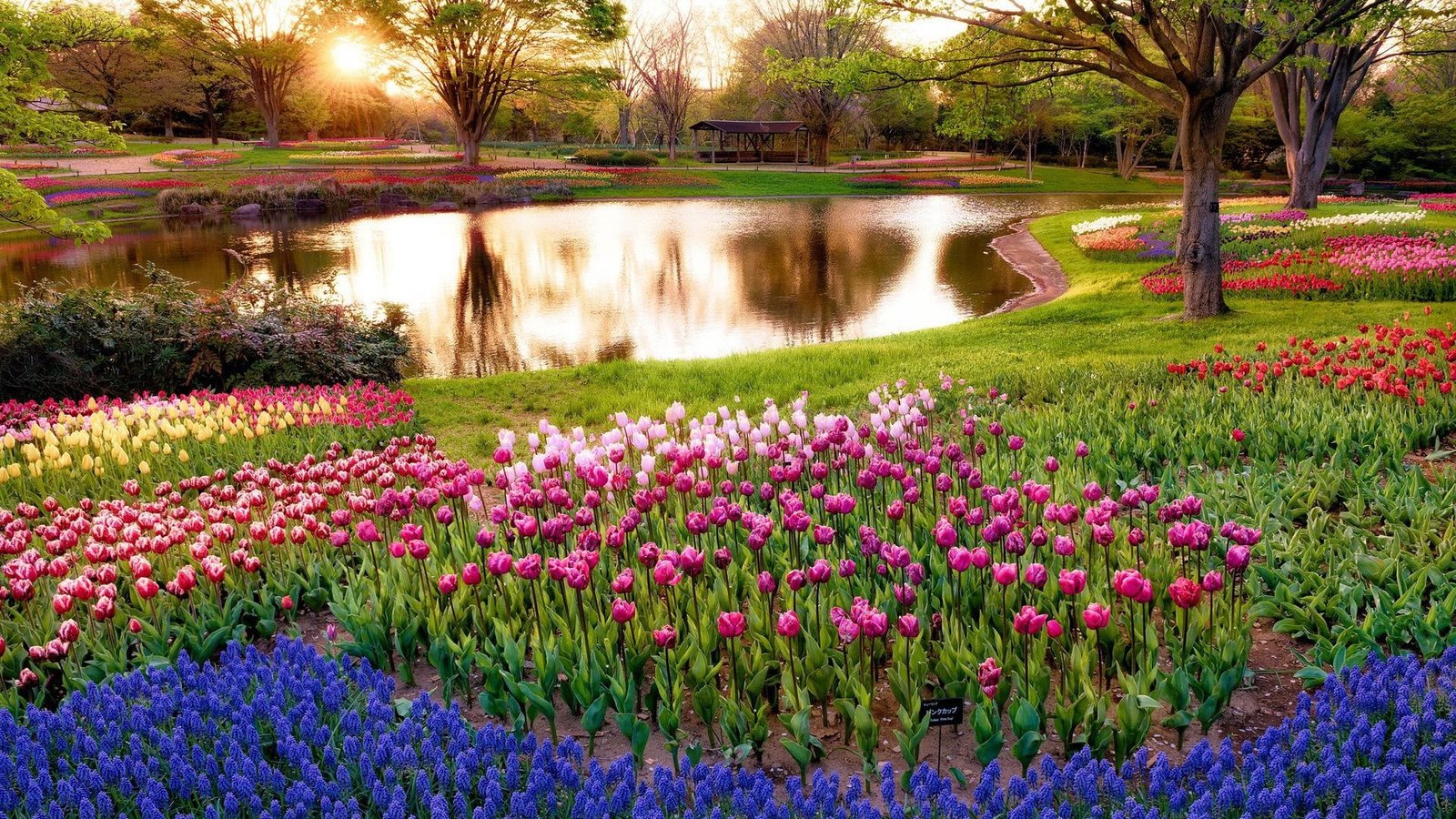 hd image of nature for pc plant flower flowering 2k
