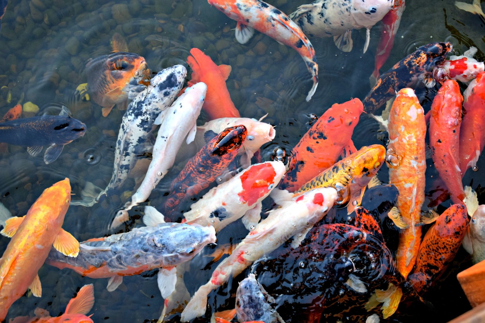 koi fishes on water Asian Japan Ornamental underwater colorful 2k