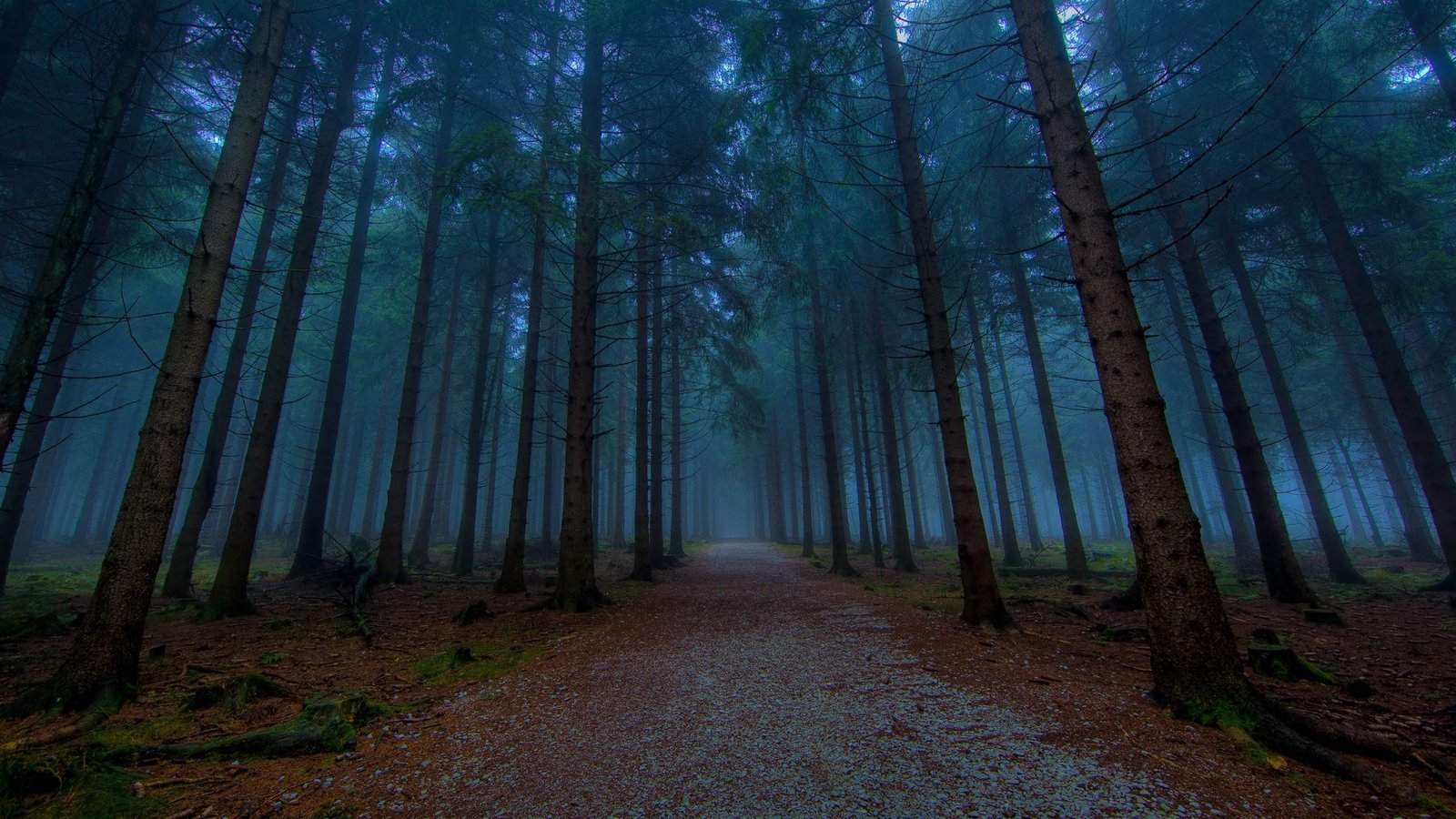 landscapes nature forest fog Nature Forests HD Art 2k