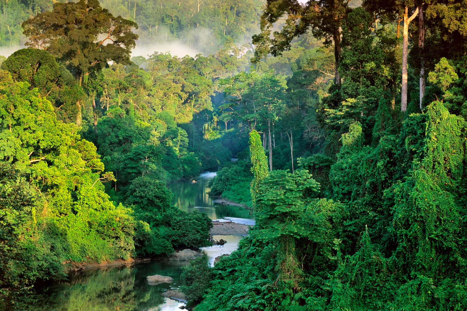 mist Malaysia jungle Borneo National Geographic tropical forest 2k