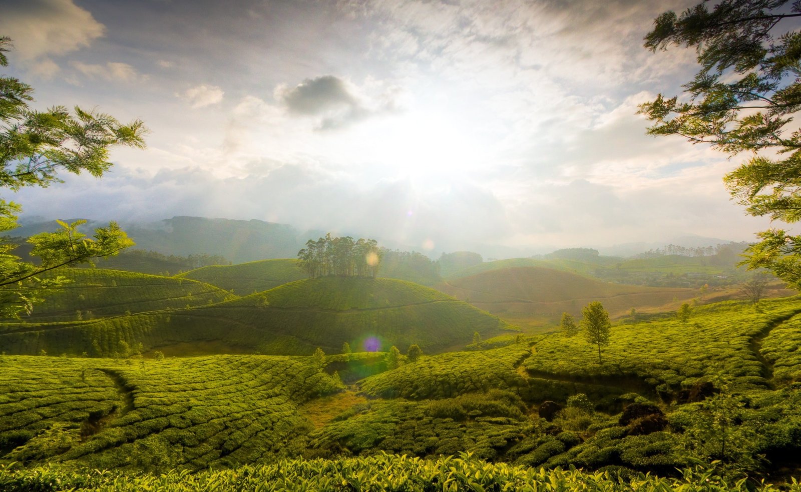 Munnar Hill India green hills Nature Landscape Asia 2k