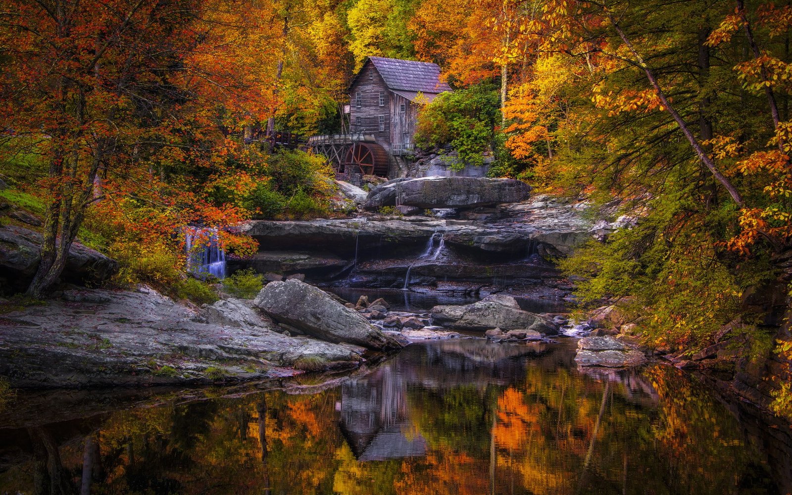 nature high resolution autumn change tree plant 2k