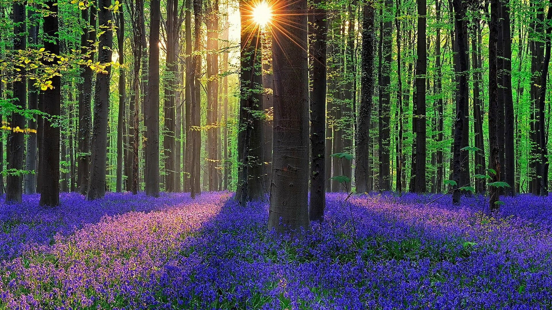 nature forest bluebell woodland flower carpet hallerbos 2k
