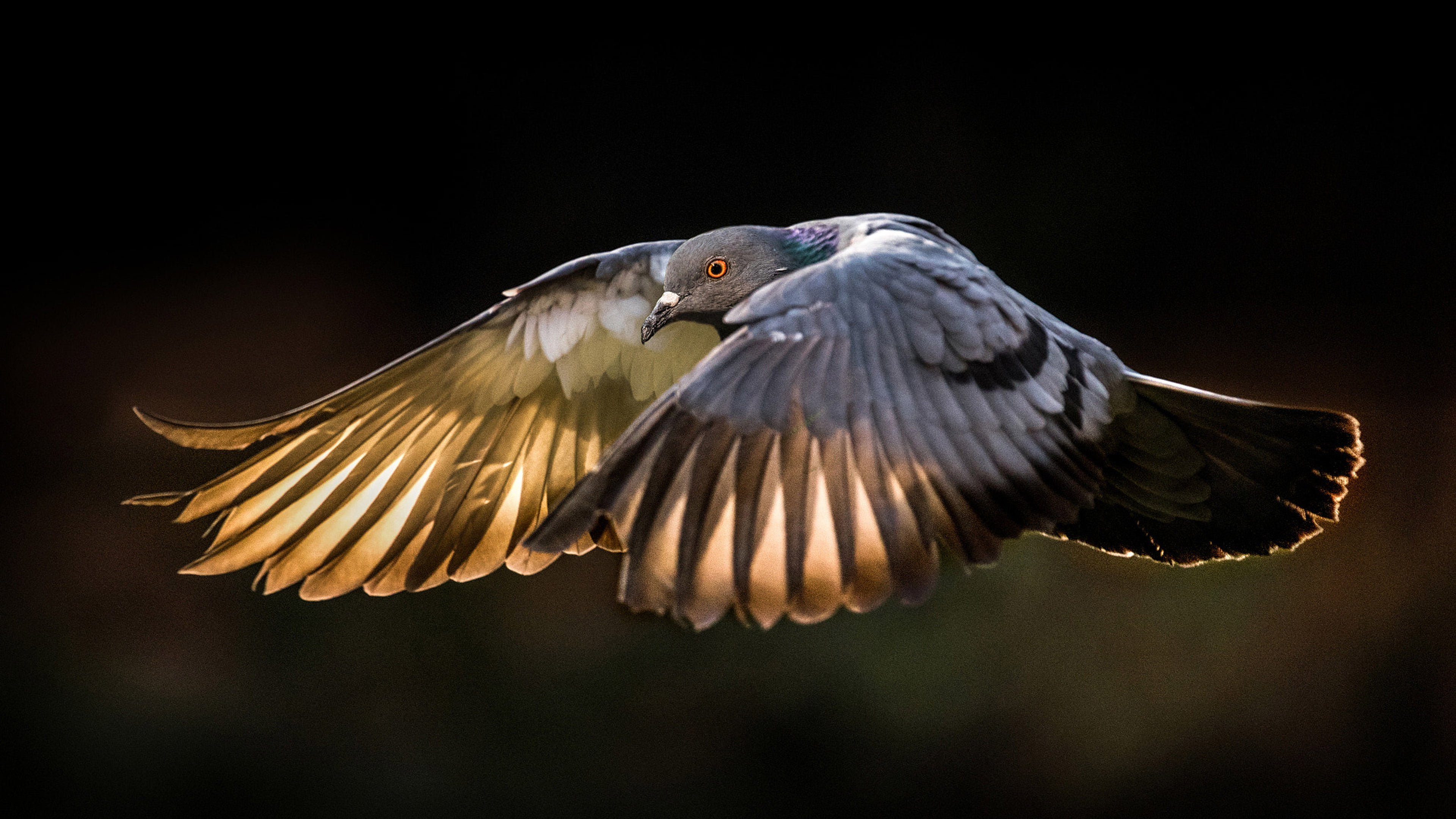 Pigeons Wings Birds In Years Animals Hd Wallpapers For Desktop Mobile Phones And Laptop 2k 4k