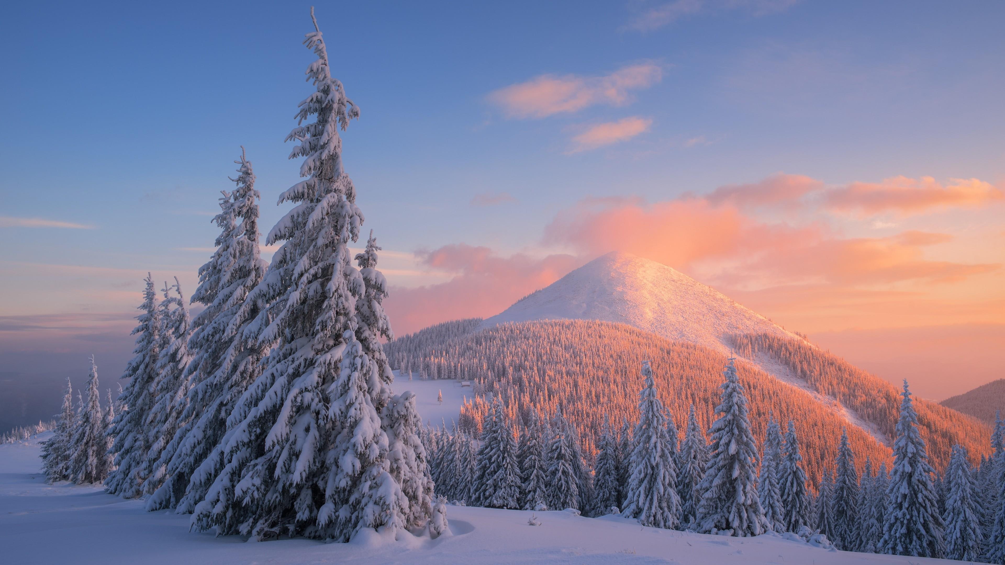 pine forest winter carpathian mountains carpathians 2k 4k