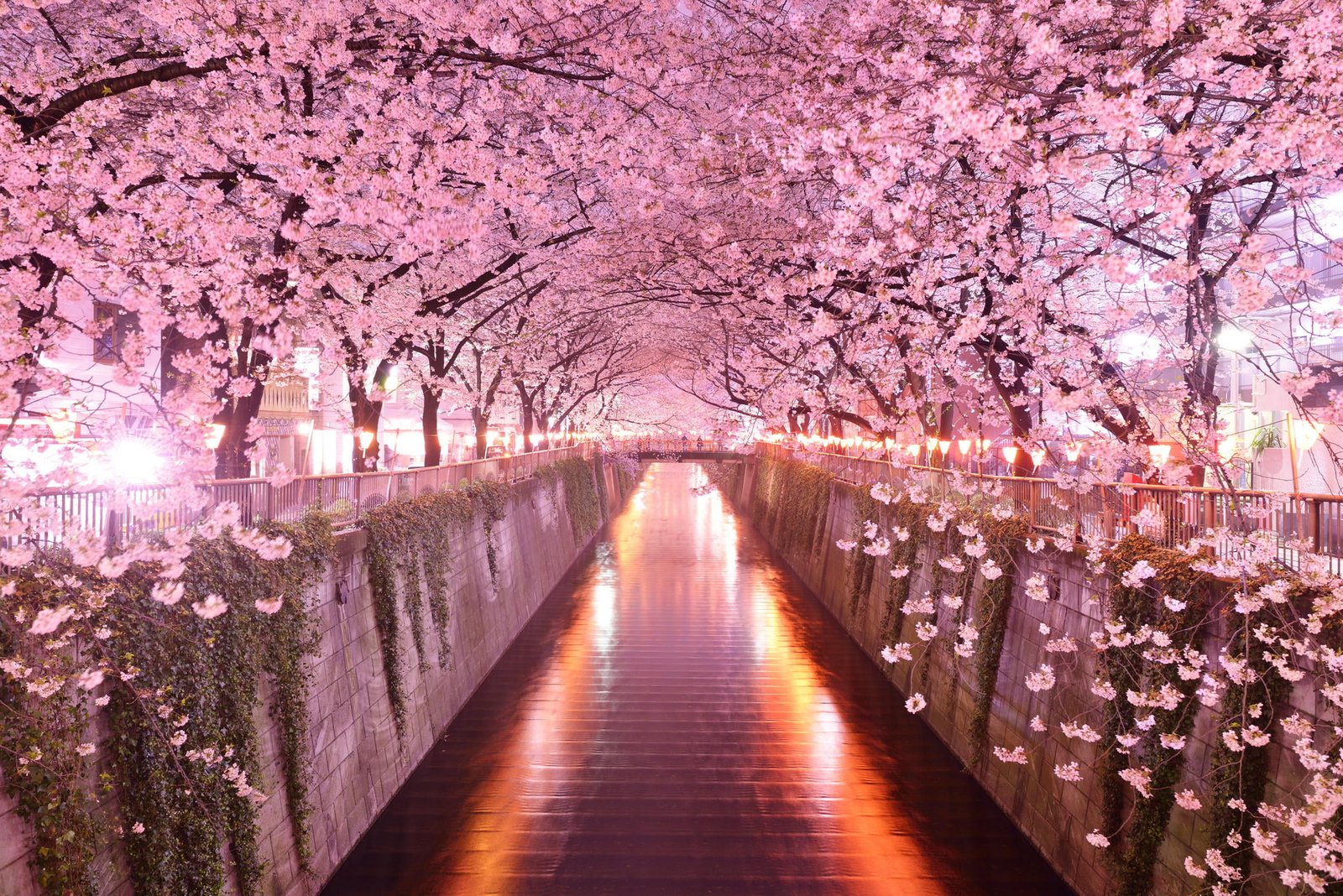 pink flowering trees Japan architecture cherry blossom plant 2k