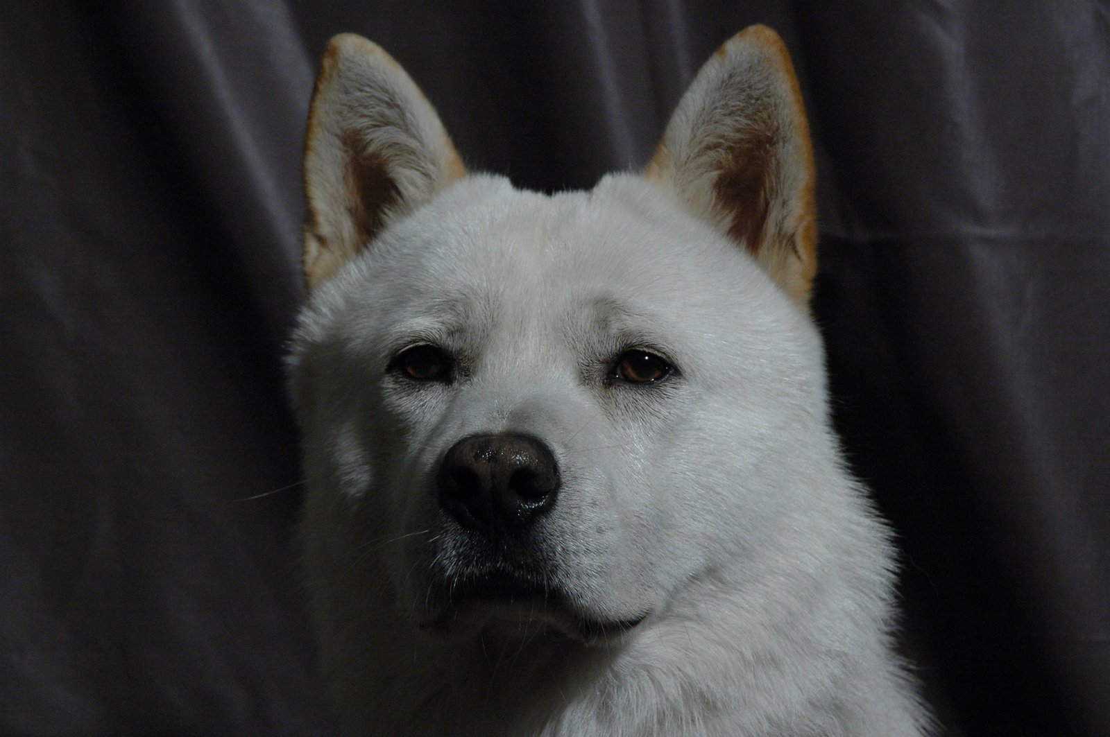 progress korean jindo dog one animal mammal domestic animals 2k