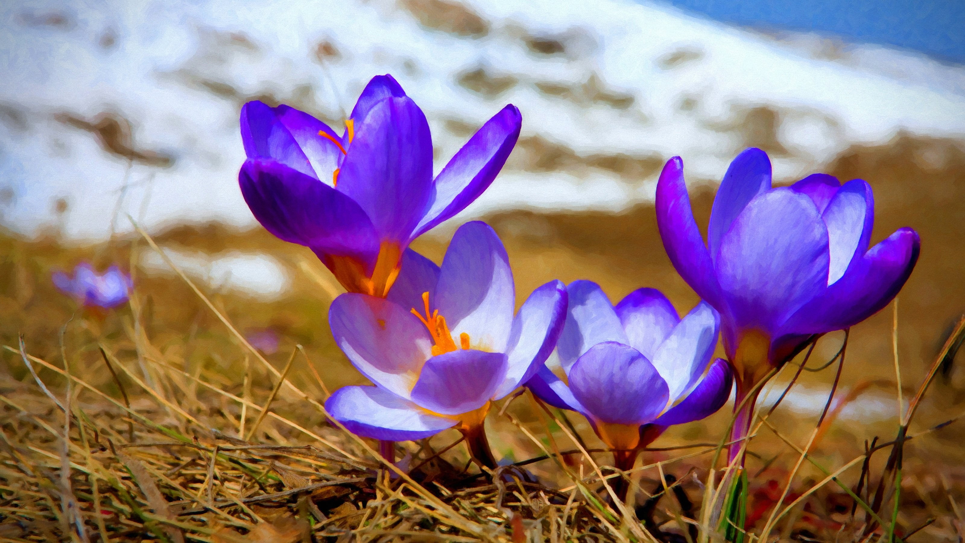 purple and yellow petaled flower crocus flowers nature 2k