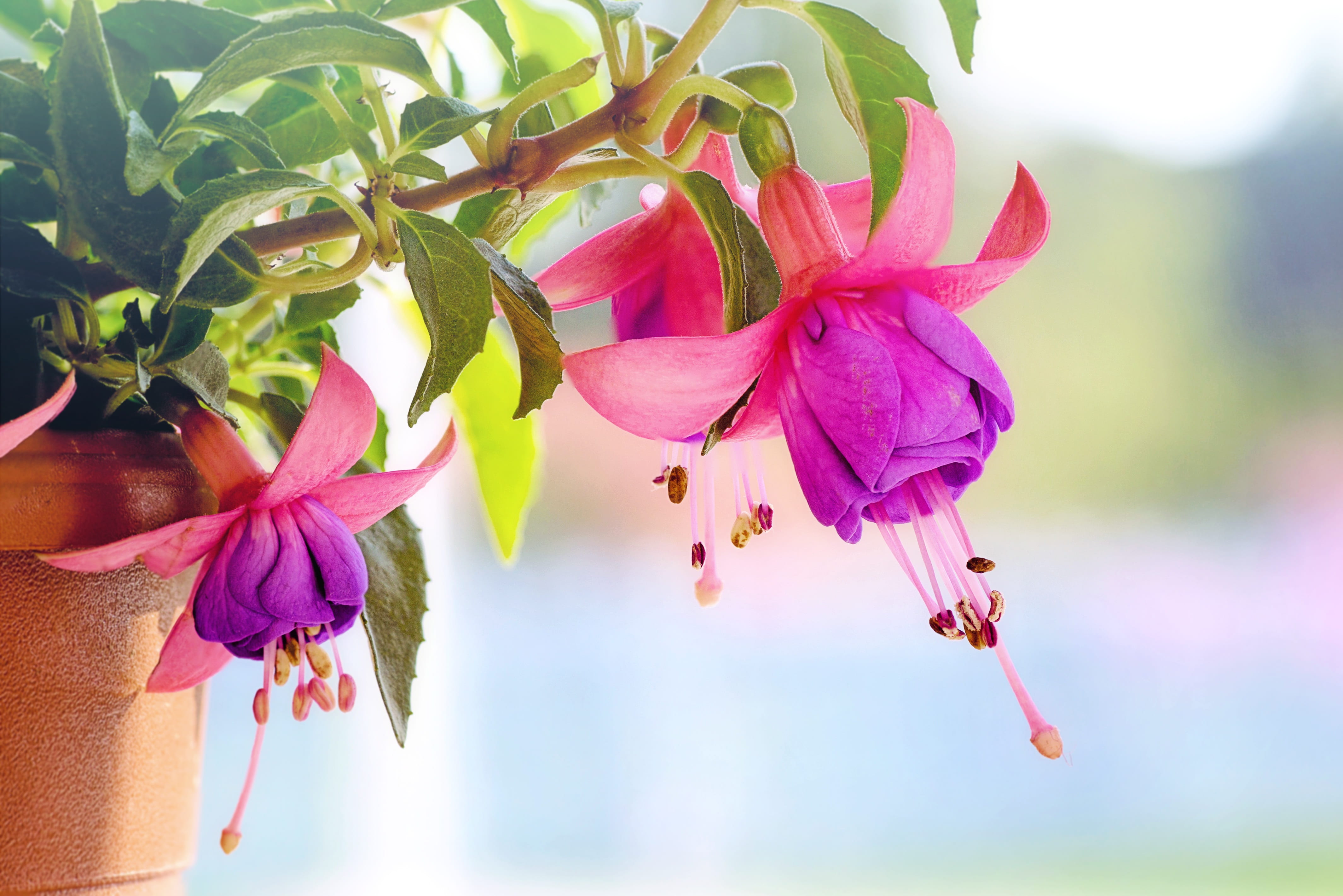 purple petaled flower fuchsia wind chime flowers macro pink 2k 4k