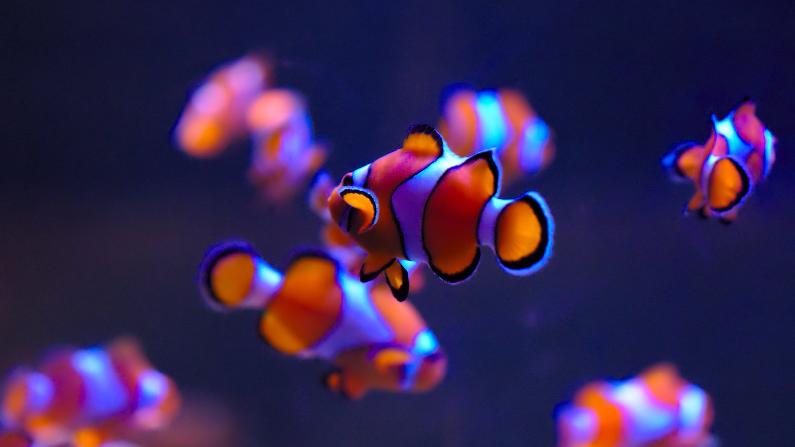 school of clown fish Ultra HD clownfish underwater Finding Nemo 2k 4k