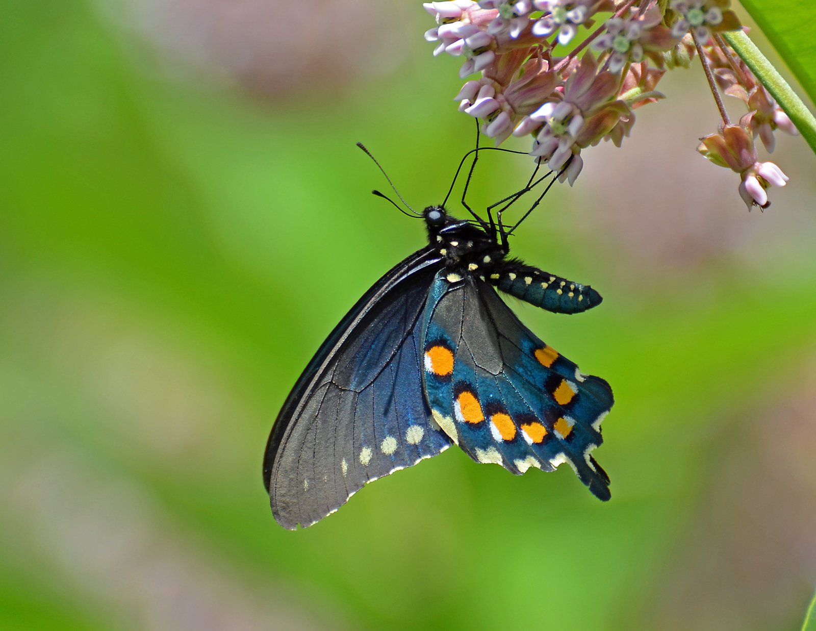 selective focus photography of butterfly on pink flower spicebush swallowtail 2k 4k