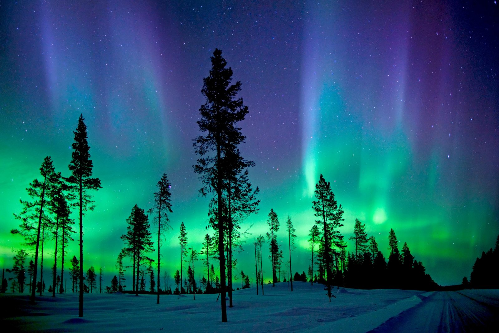Abisko National Park Northern Lights Aurora Borealis tree 2k