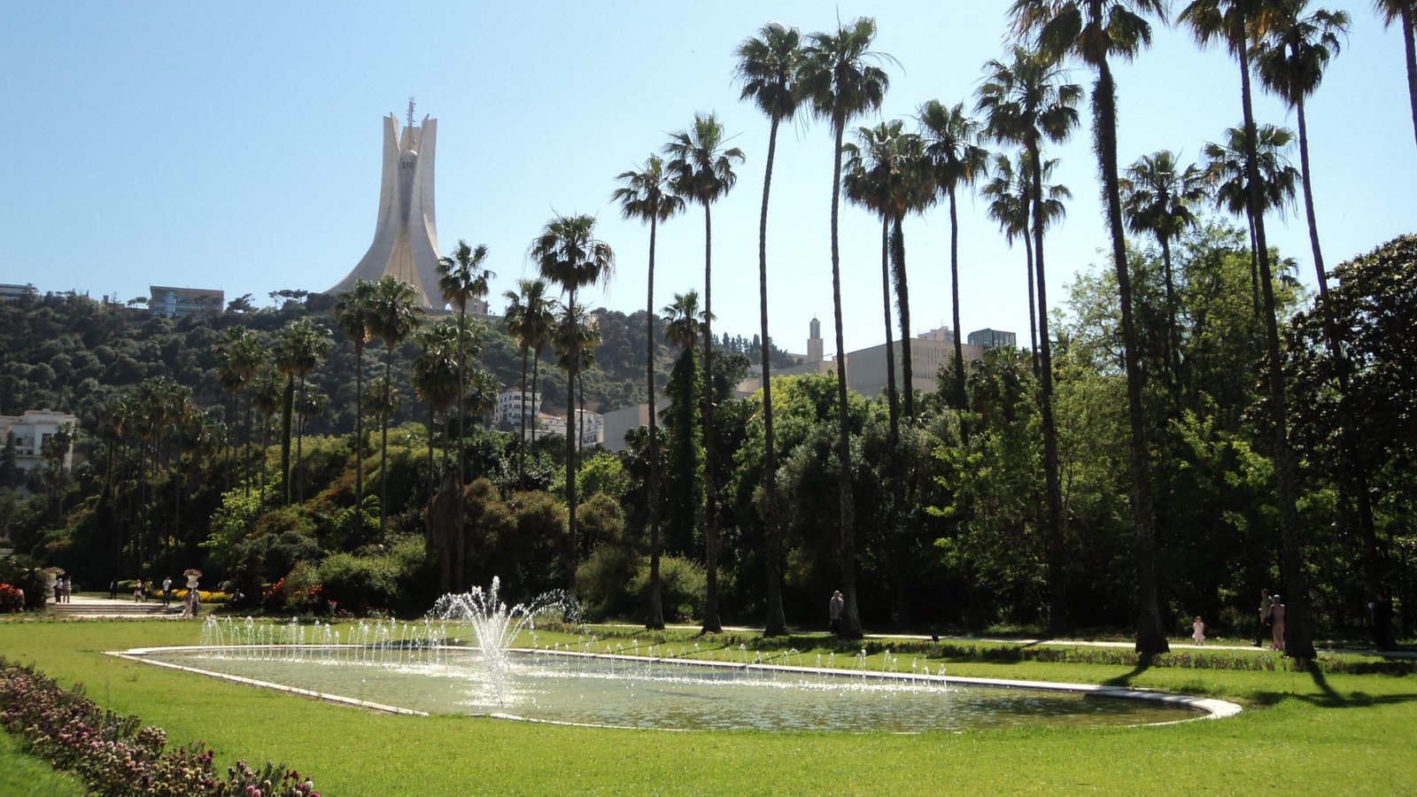 algeria nature tree plant tropical climate sky palm 2k 4k