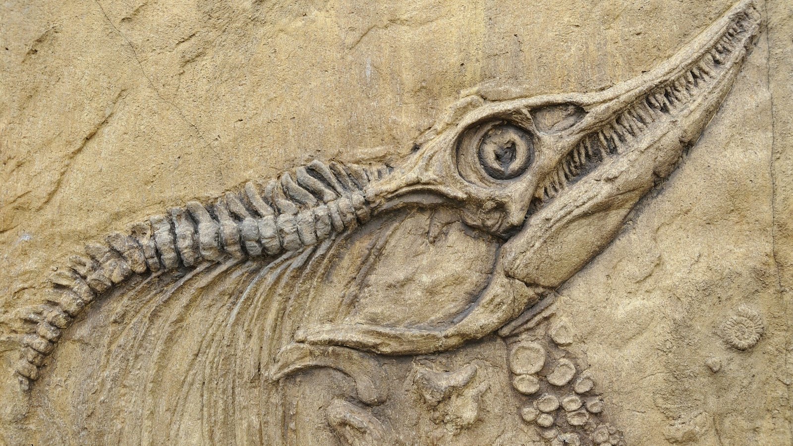 animal fossil nature animals skull bones prehistoric birds 2k