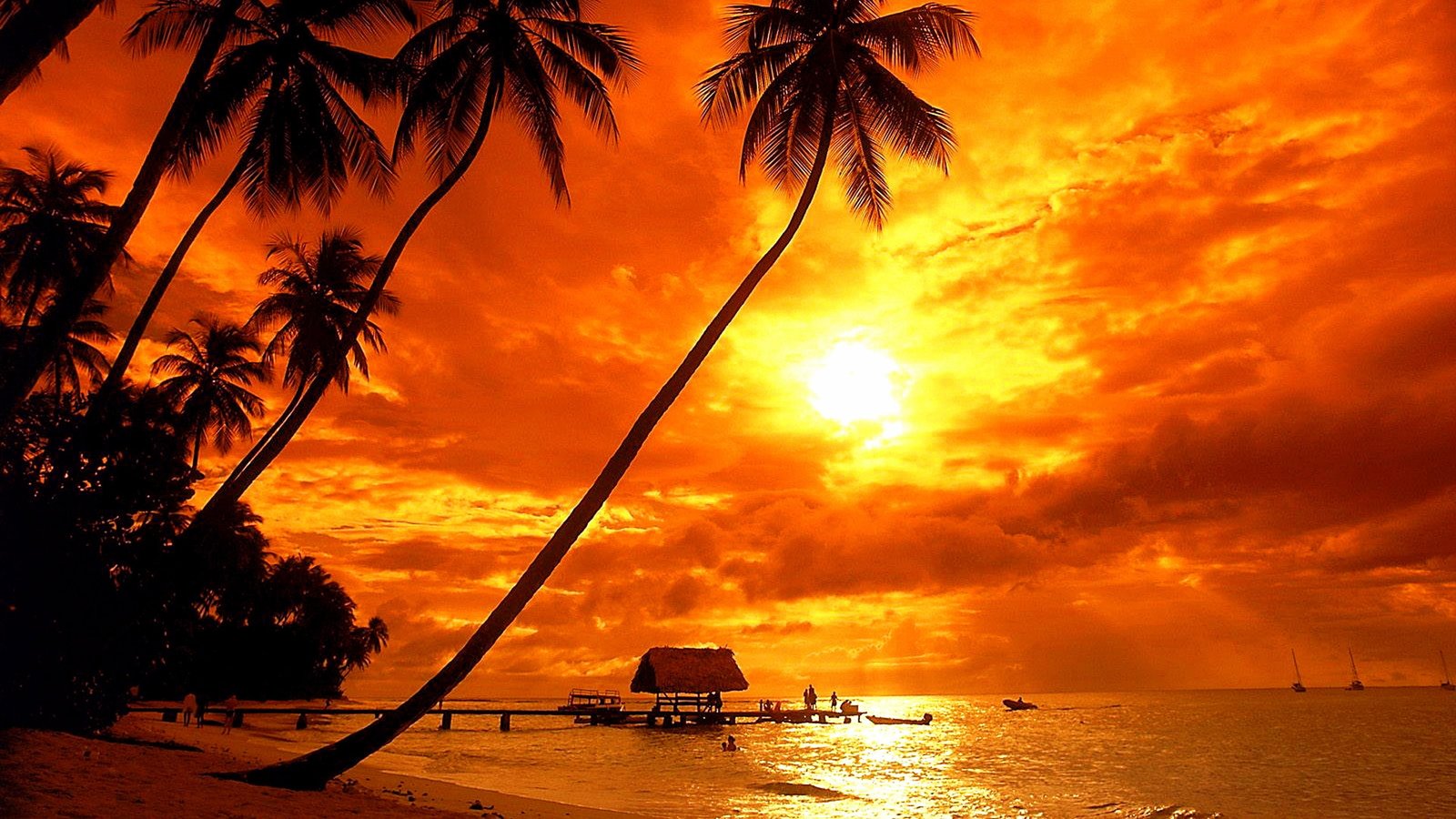 arecales palms trinidad and tobago caribbean islands beach 2k 4k