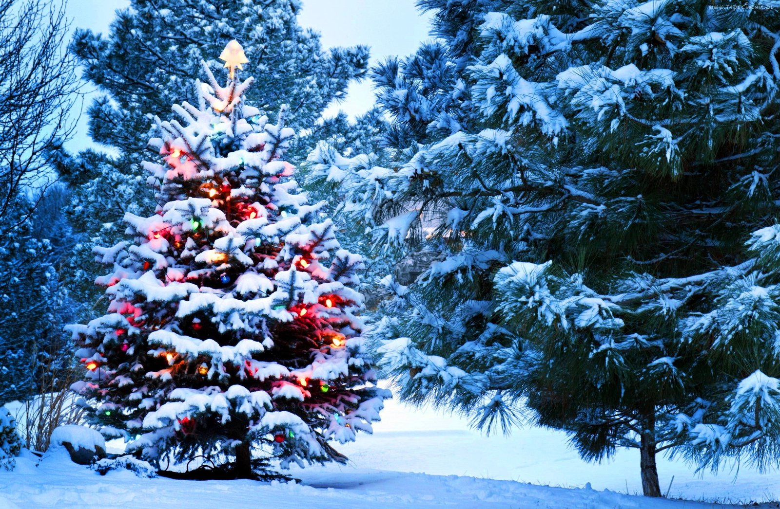 Christmas tree lights holidays nature snow New Year Santa 2k
