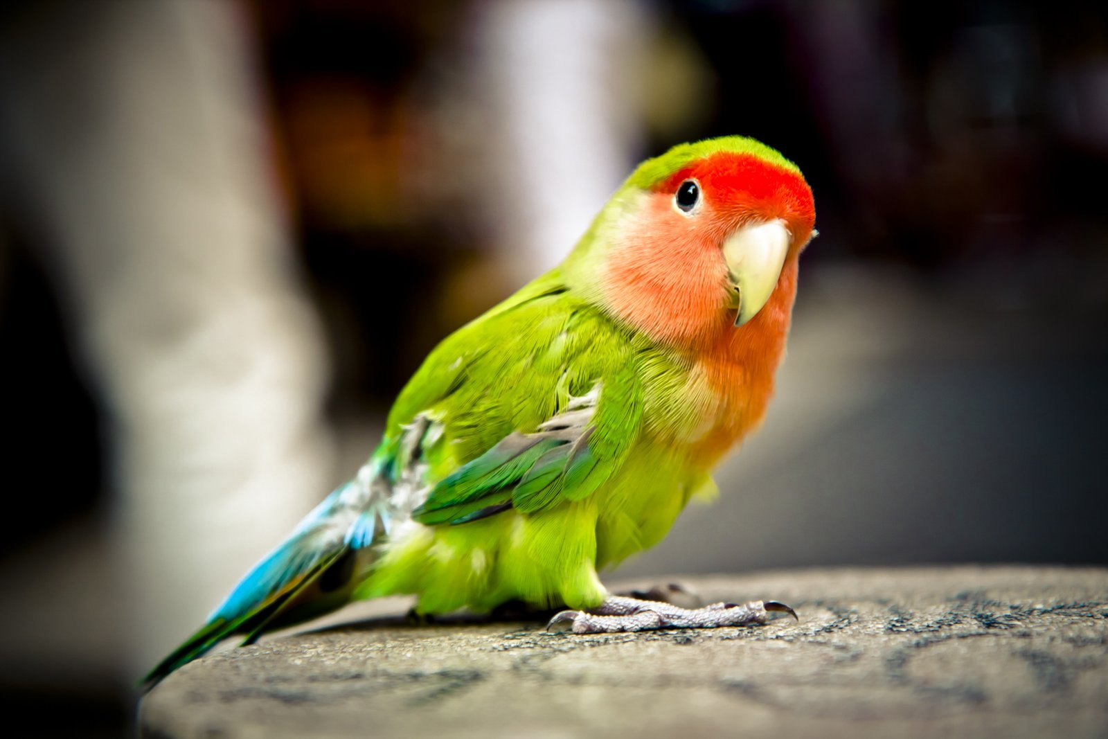 close photography of black and red pet bird parrot colorful 2k 4k