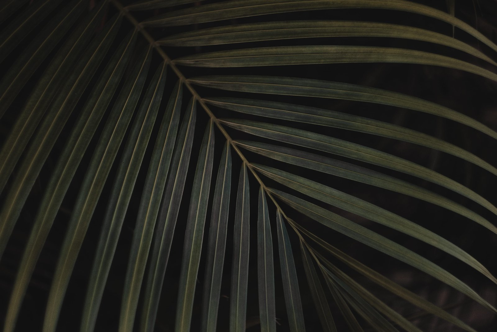 closeup photo of green linear leaf against black background palm leaves 2k 4k 5k