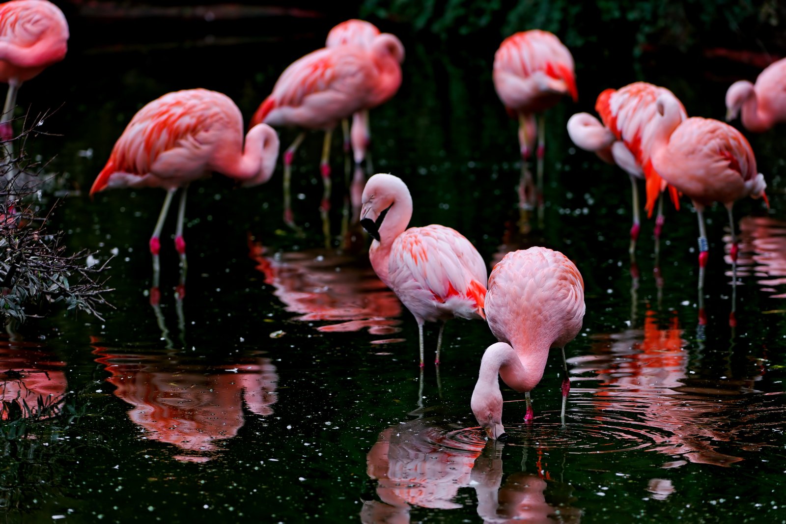 Flamingo flock flamingoes black pink birds water 2k 4k