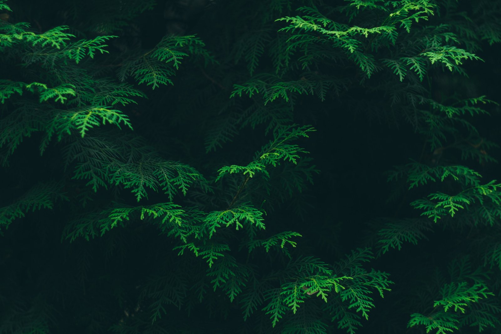 green leafed tree leaves plant flora nature forest tropical Rainforest 2k 4k 5k