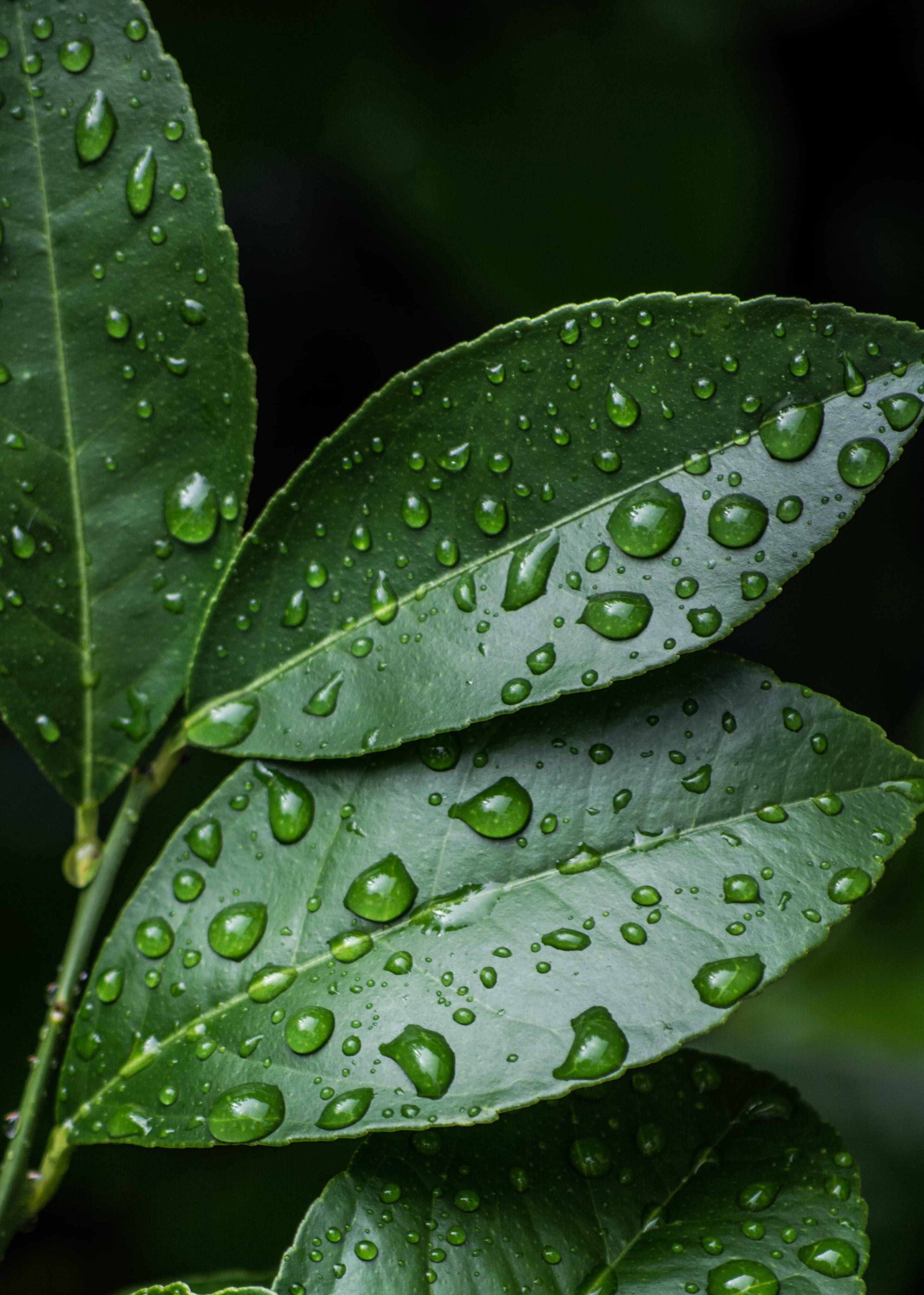 Green Leaves With Water Drops clean close up dew droplet 2k