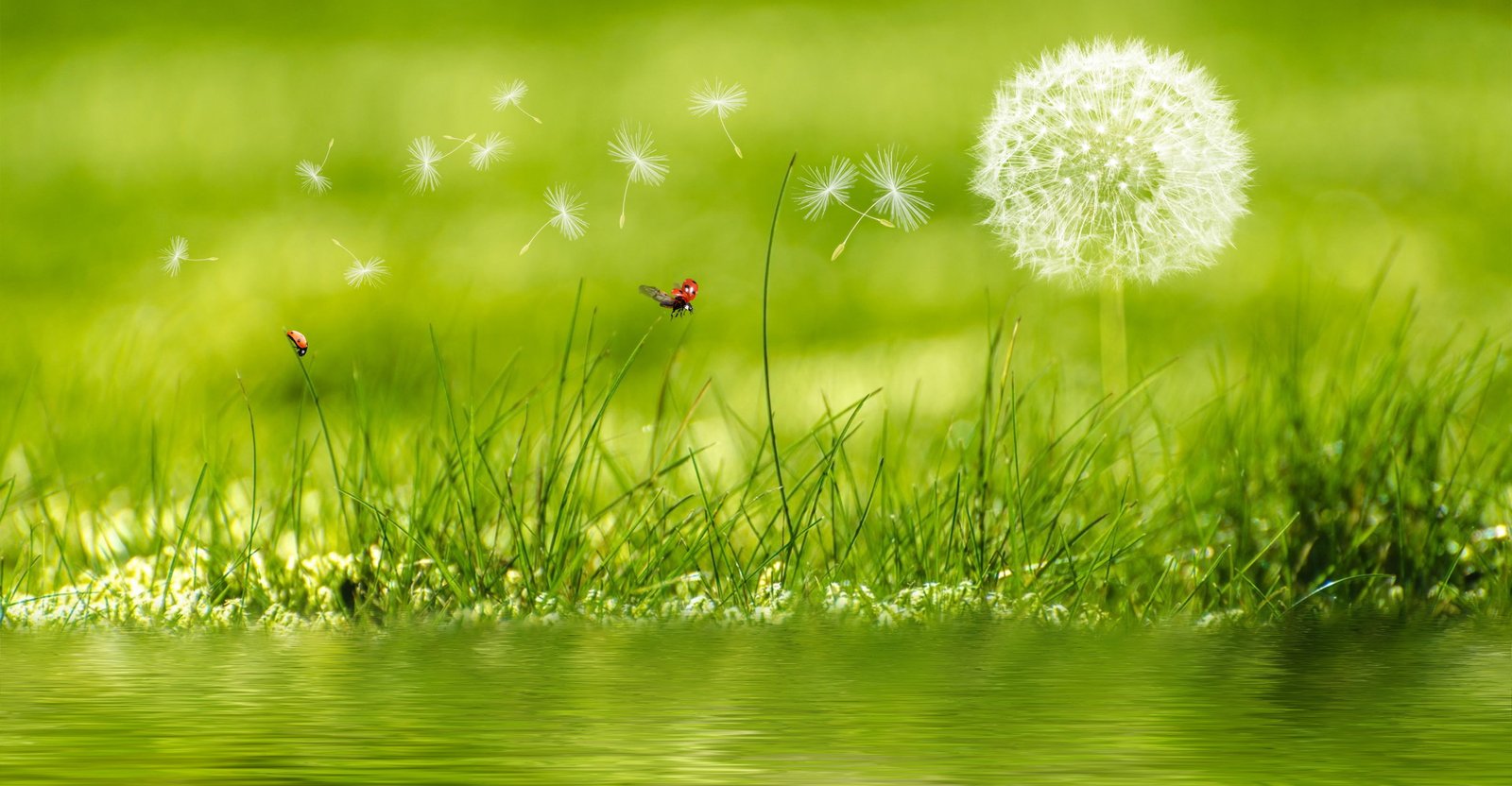 nature landscape dandelion ladybugs grass water plant 2k 4k 5k