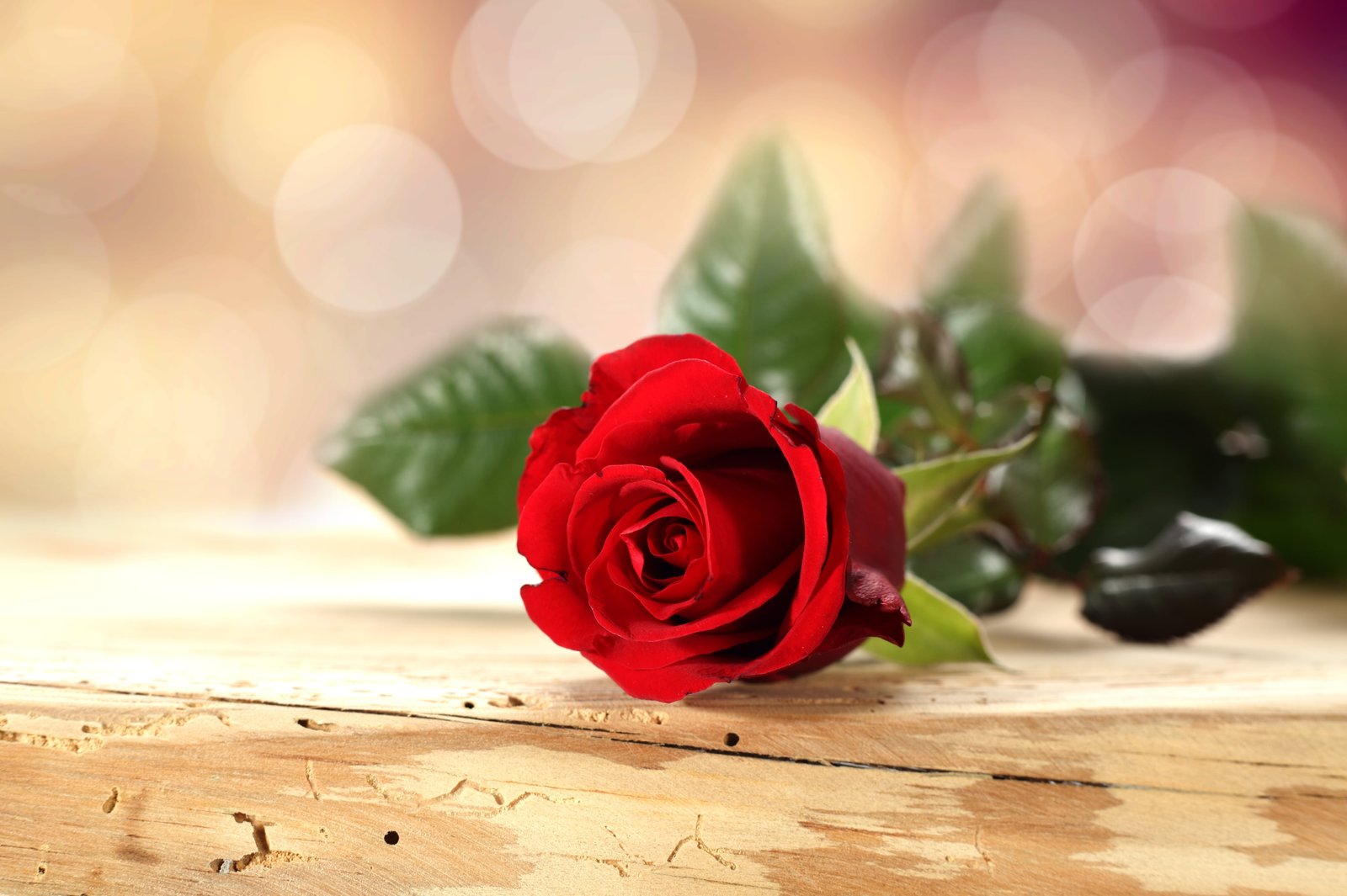red rose flower table background petals bokeh Flower 2k 4k 5k