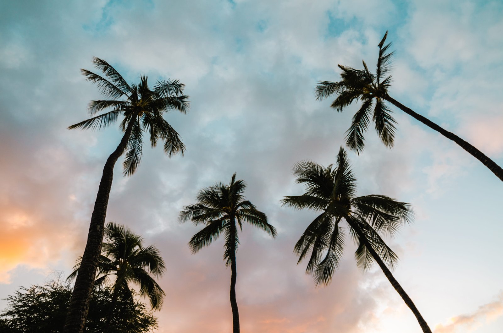 several trees during sunset palm under cloudy sky blue 2k 4k 5k