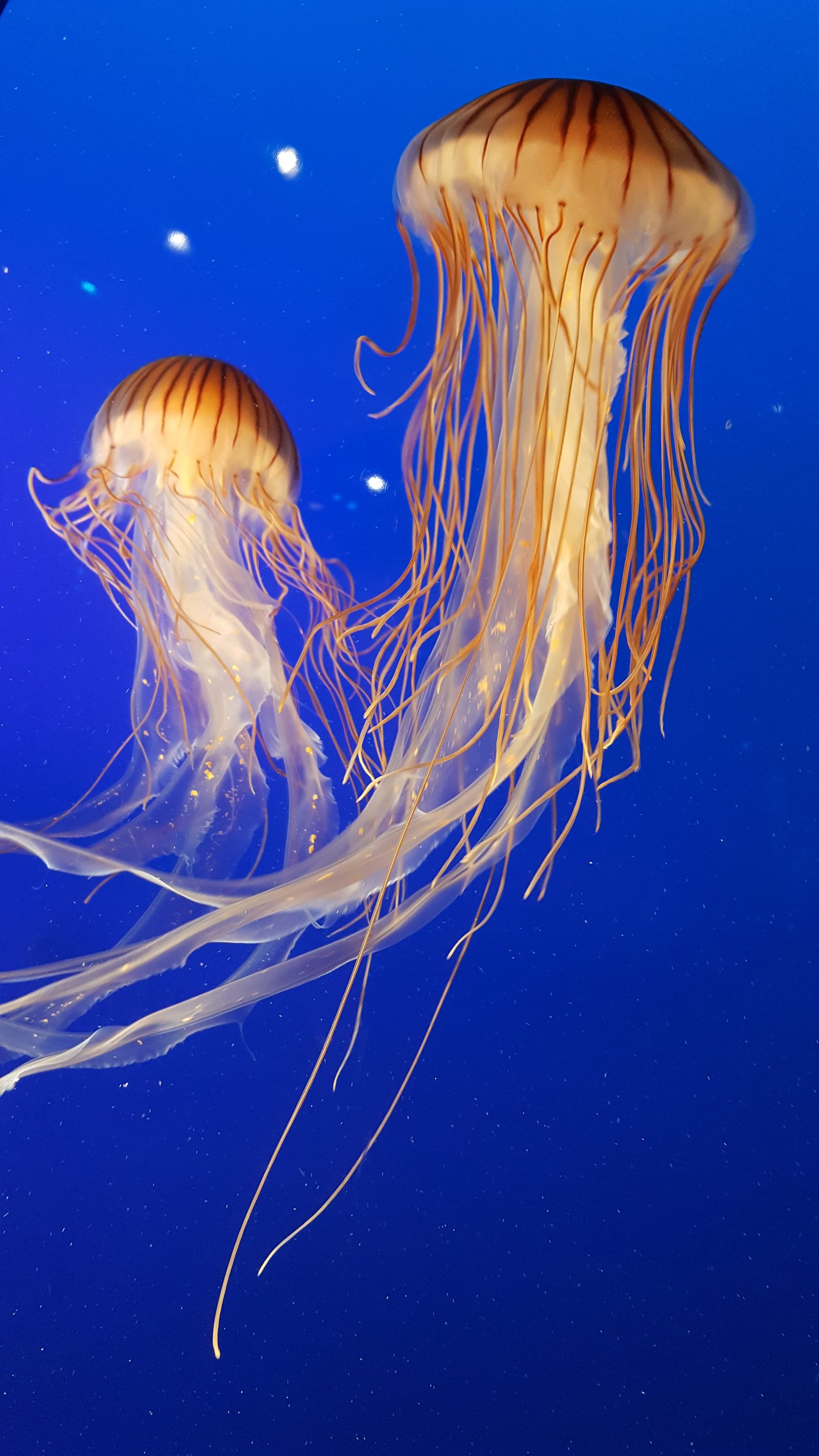 shallow focus photography of two brown jellyfish close up jellyfishes 2k 4k 5k