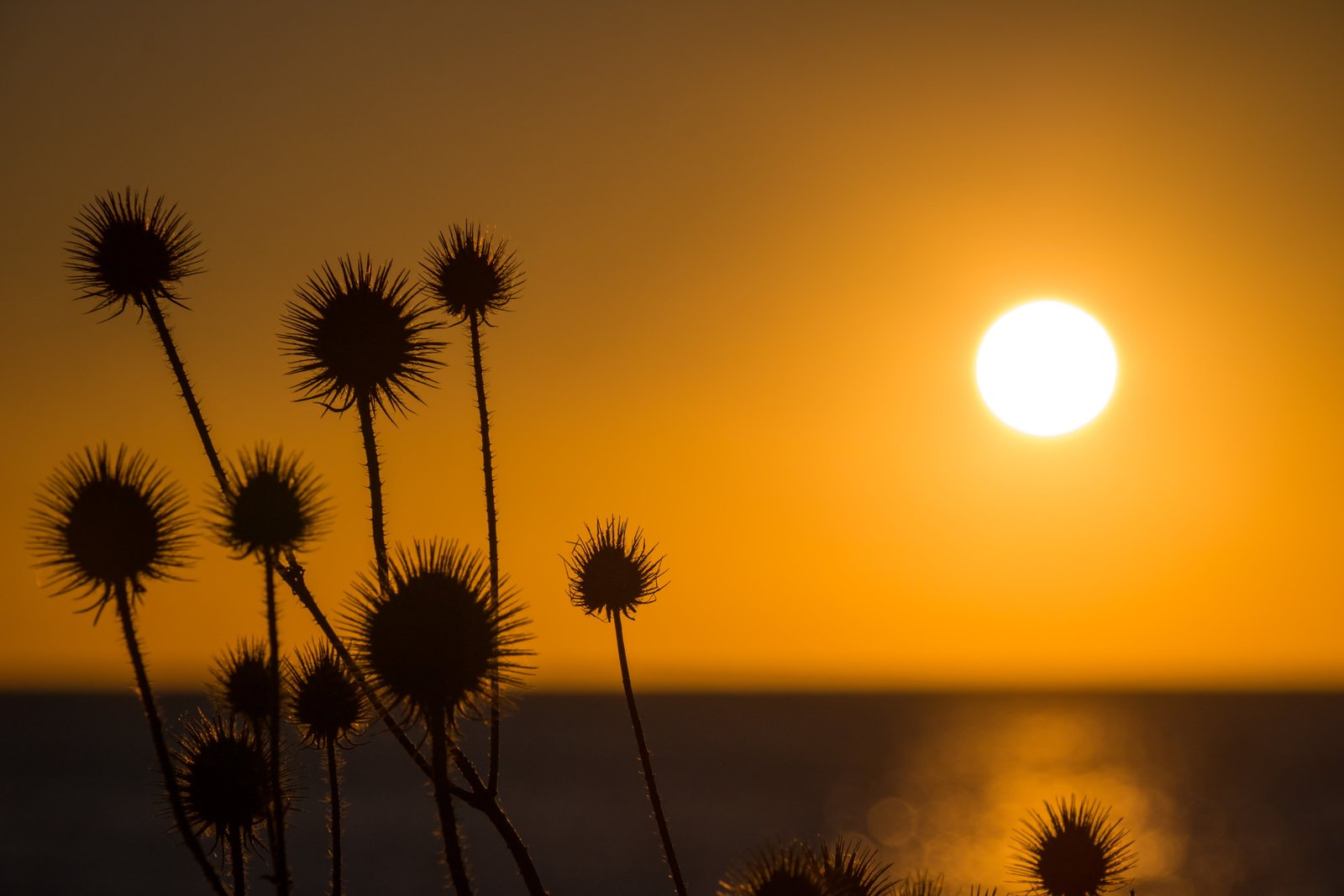silhouette of plant during sunset light Trelleborg hav sea 2k 4k 5k