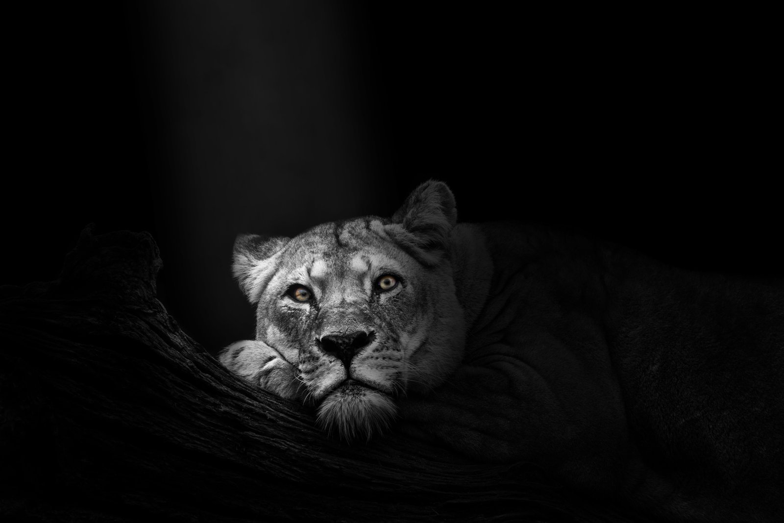 wallpaper background lioness animal wildlife nature predator 2k 4k 5k
