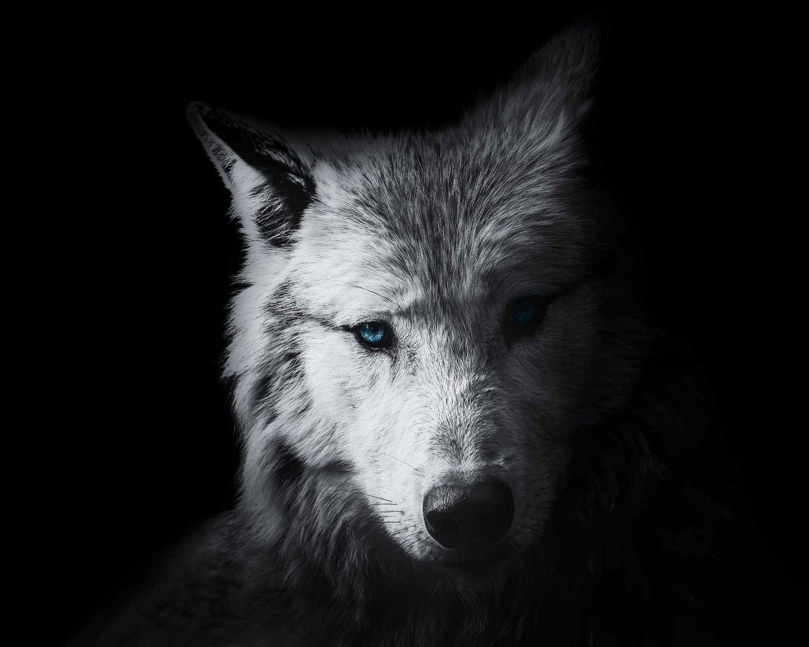 wallpaper background wolf animal wild black head graphic 2k 4k 5k