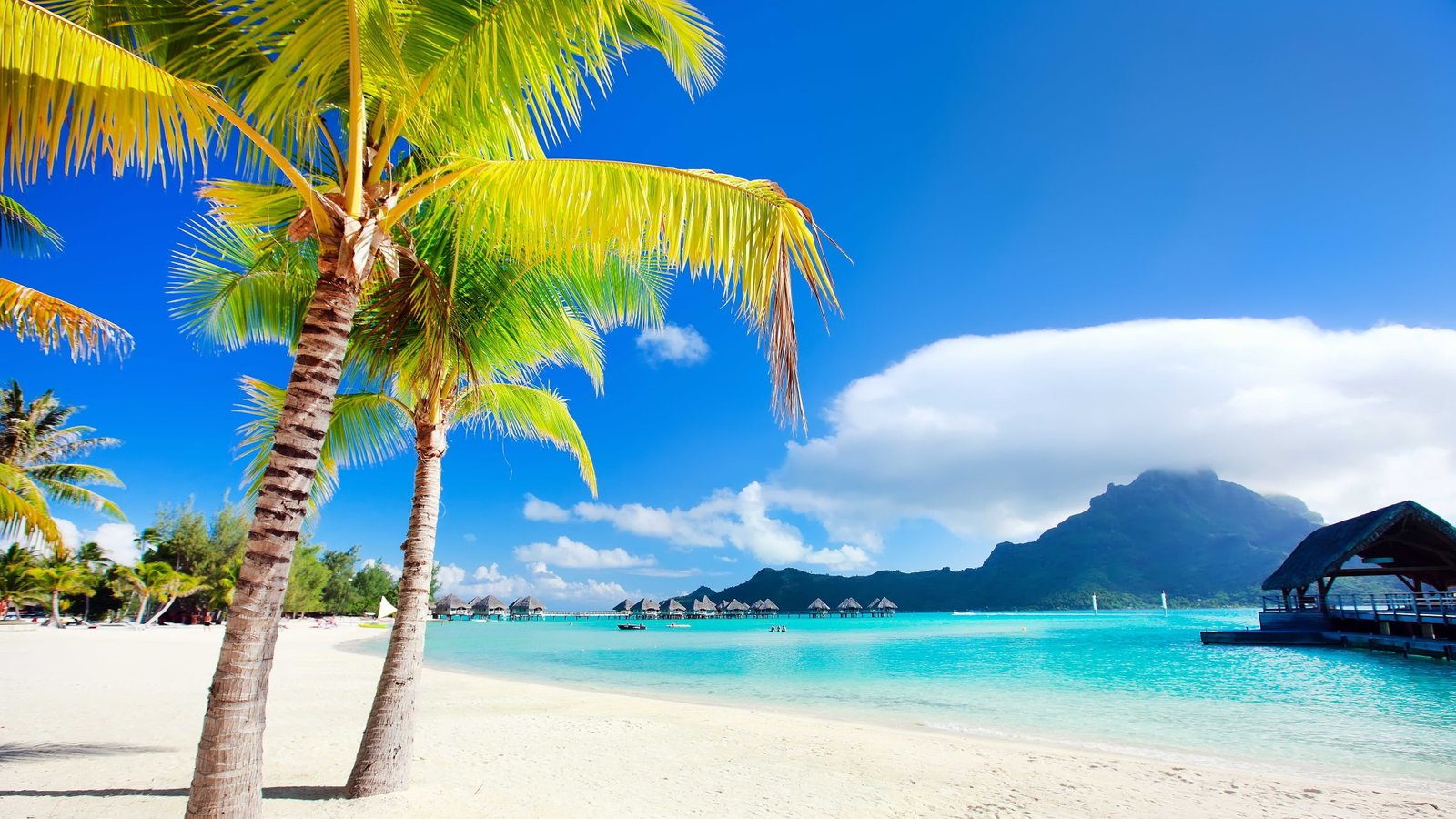 Bora Beach green coconut palm tree exotic tropical palmier 2k 4k