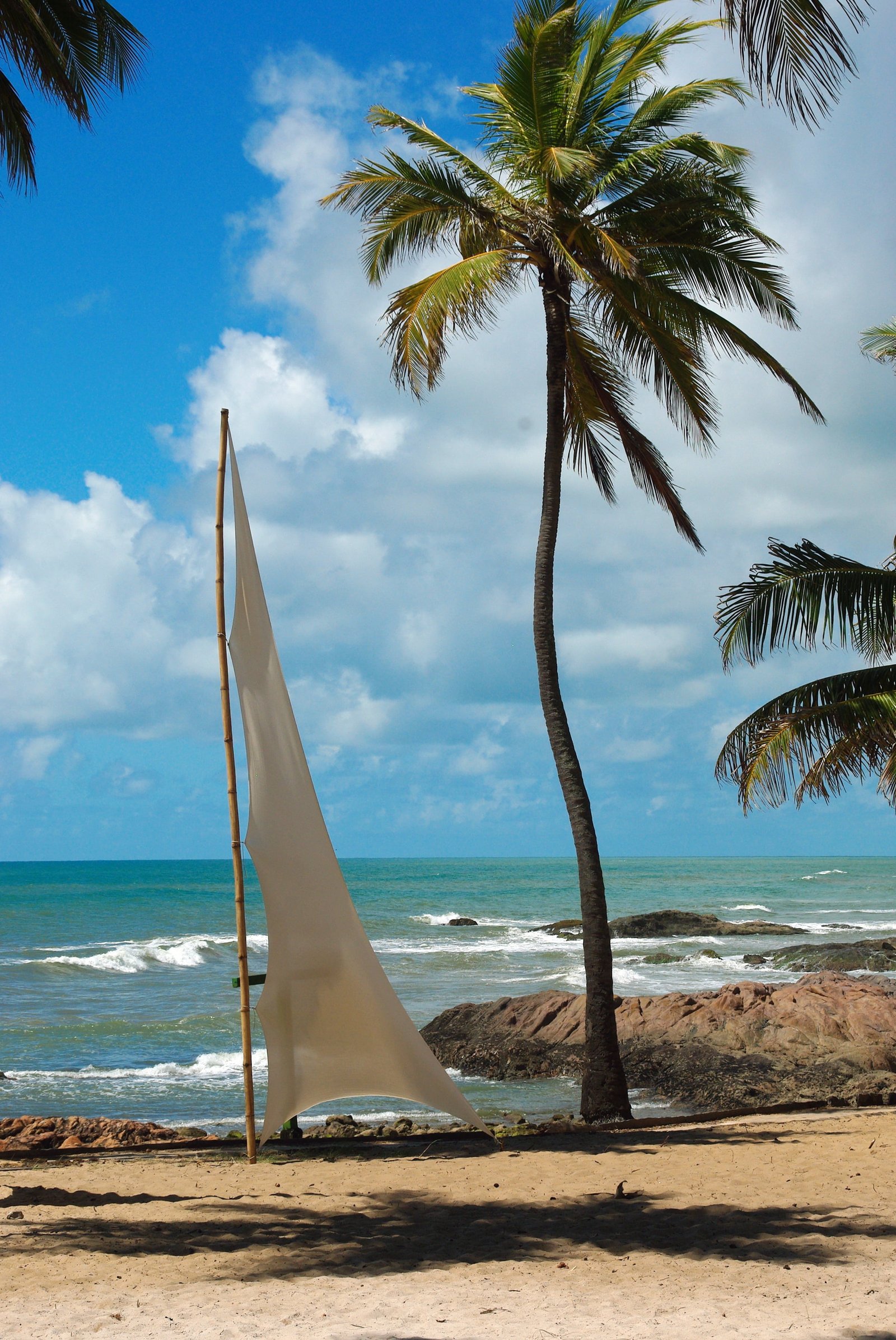 brazilwood salvador de bahia beach landscape coconut trees 2k