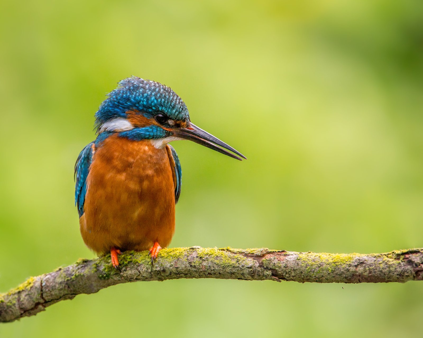 brown and blue feathered bird on tree branch Opportunities Kingfisher 2k 4k