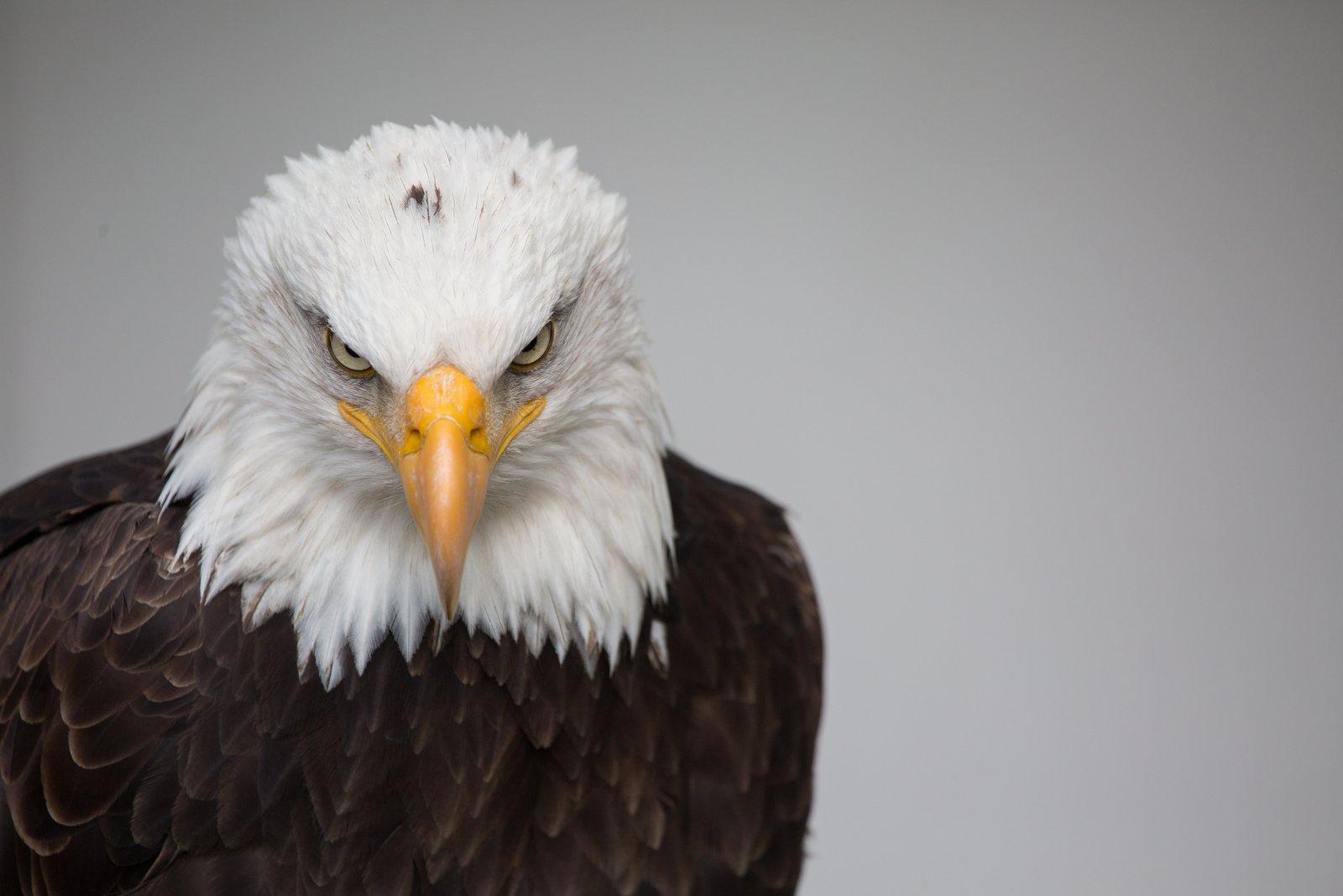 brown and white eagle nature bird wild predator bald Eagle 2k 4k 5k